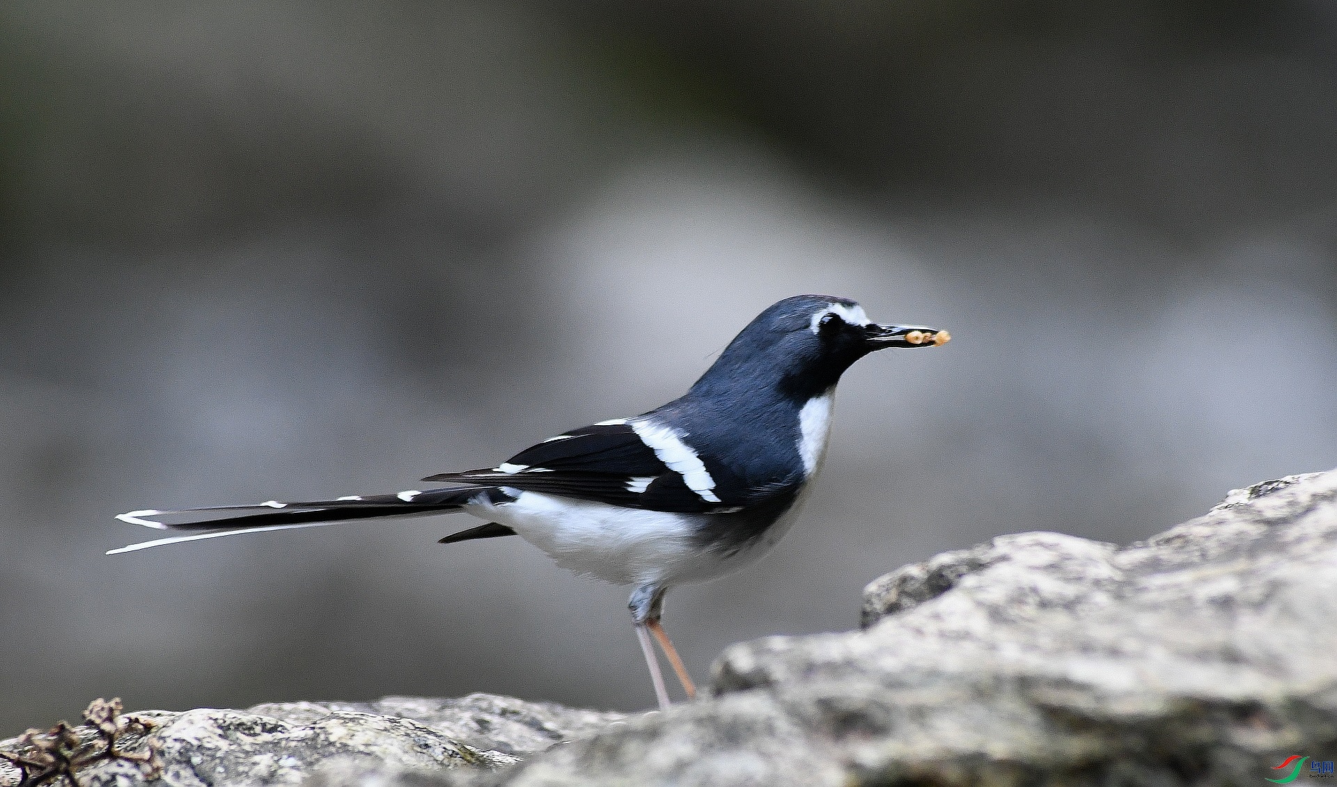 DSC_1568.jpg