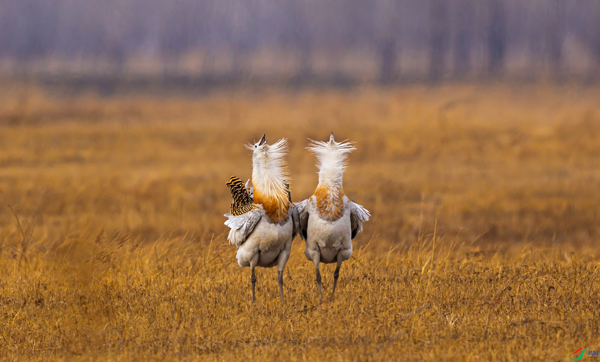 066A4257 ����.jpg