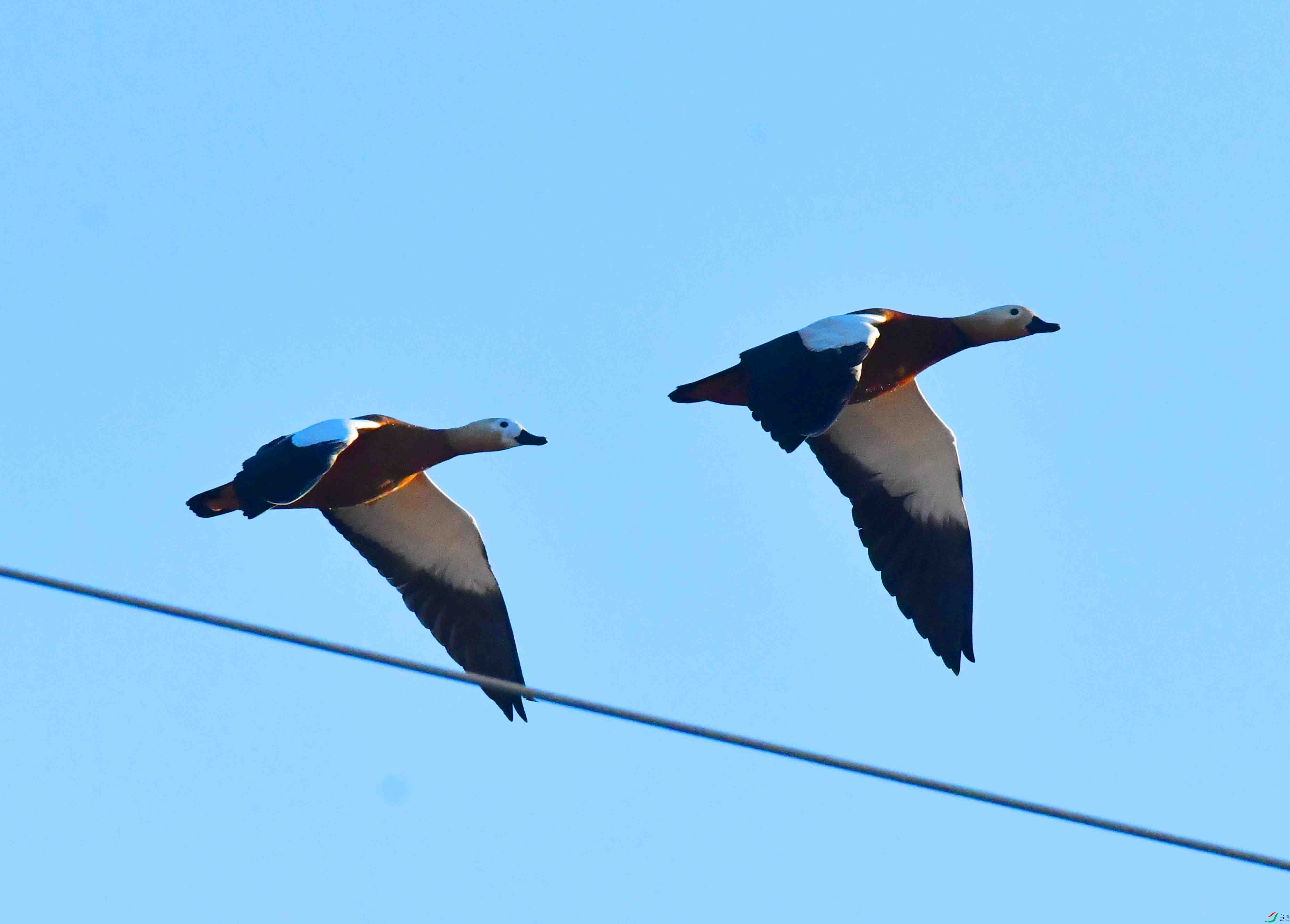 DSC_6313.JPG