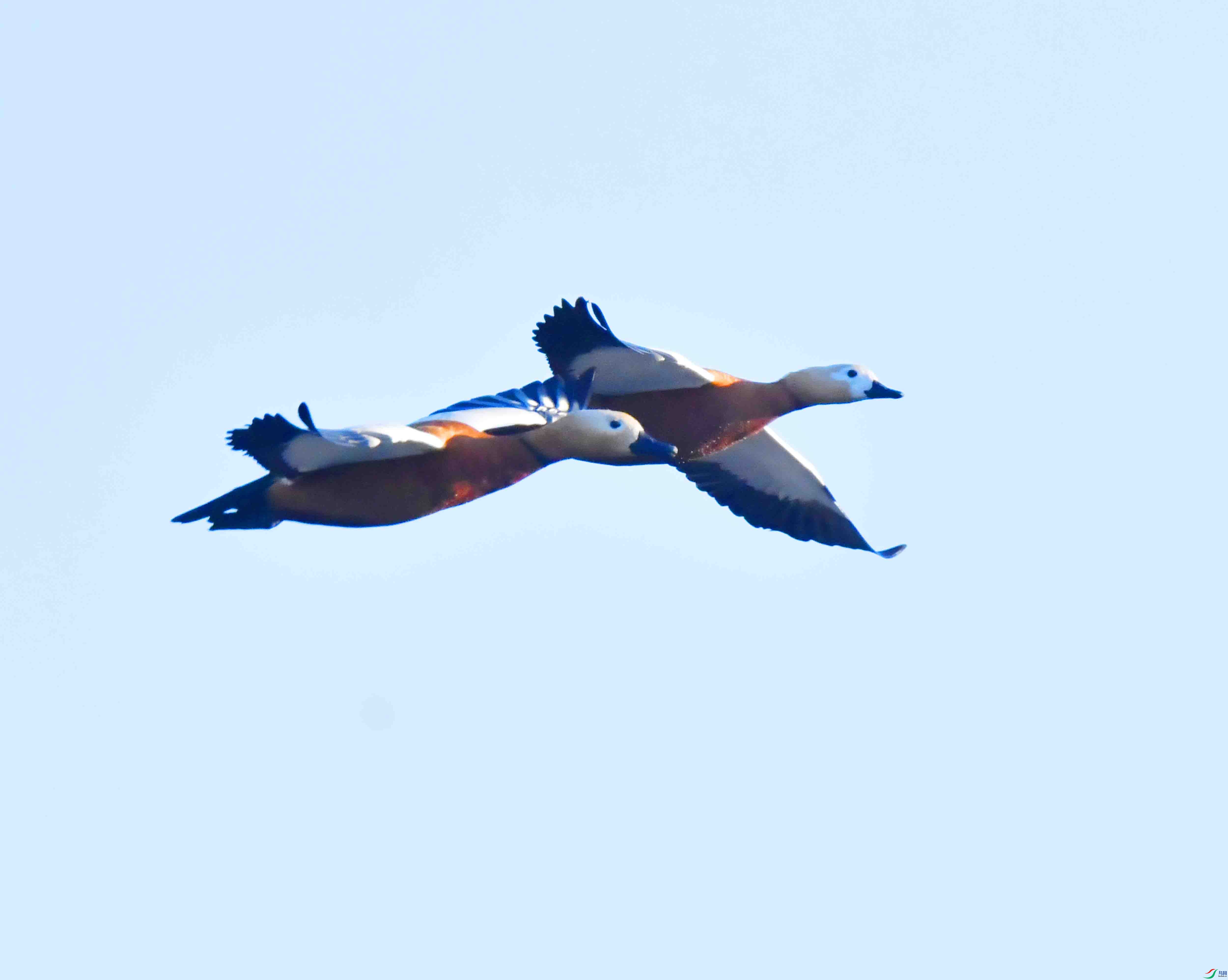 DSC_6605.JPG