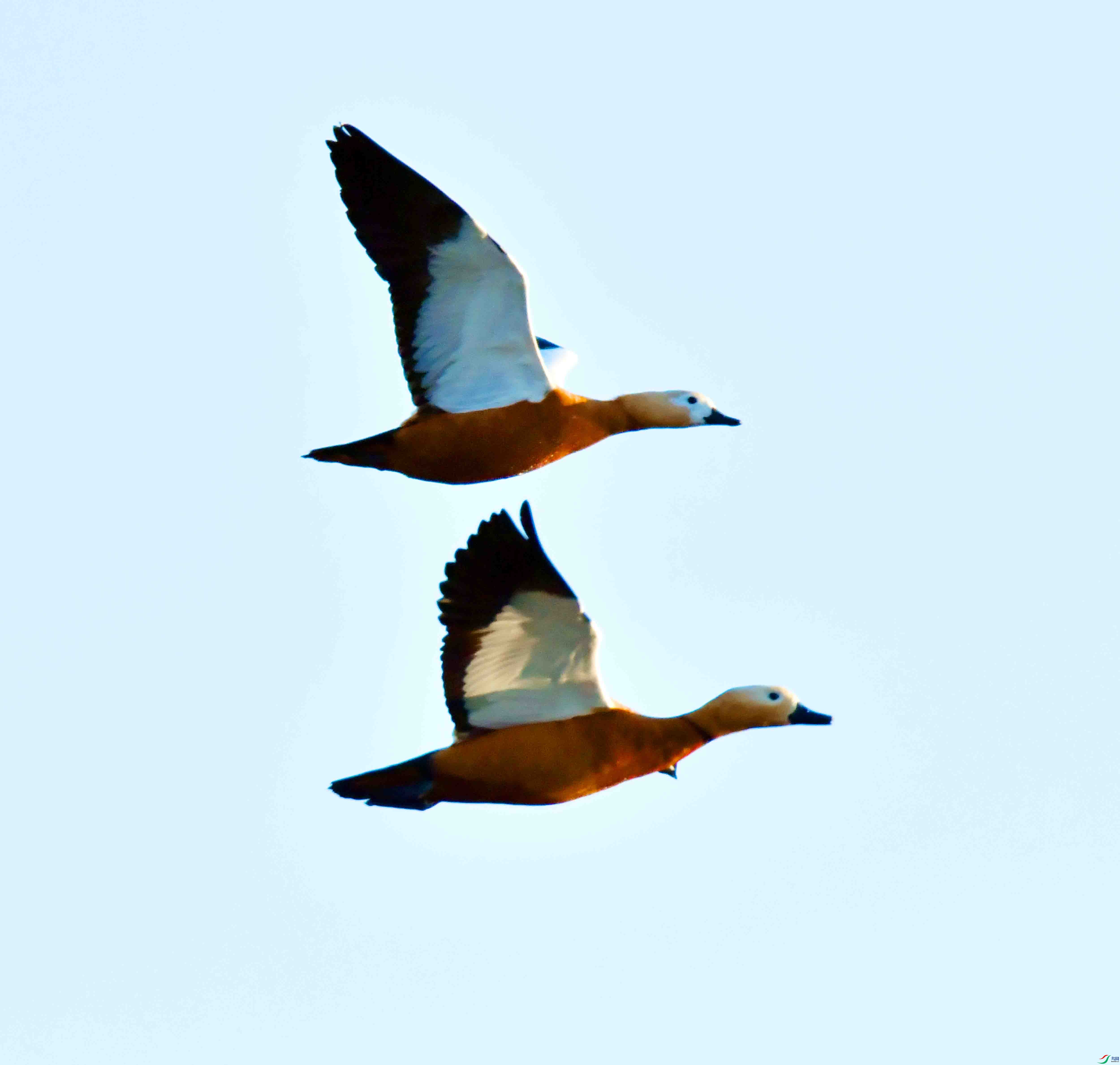 DSC_6609.JPG