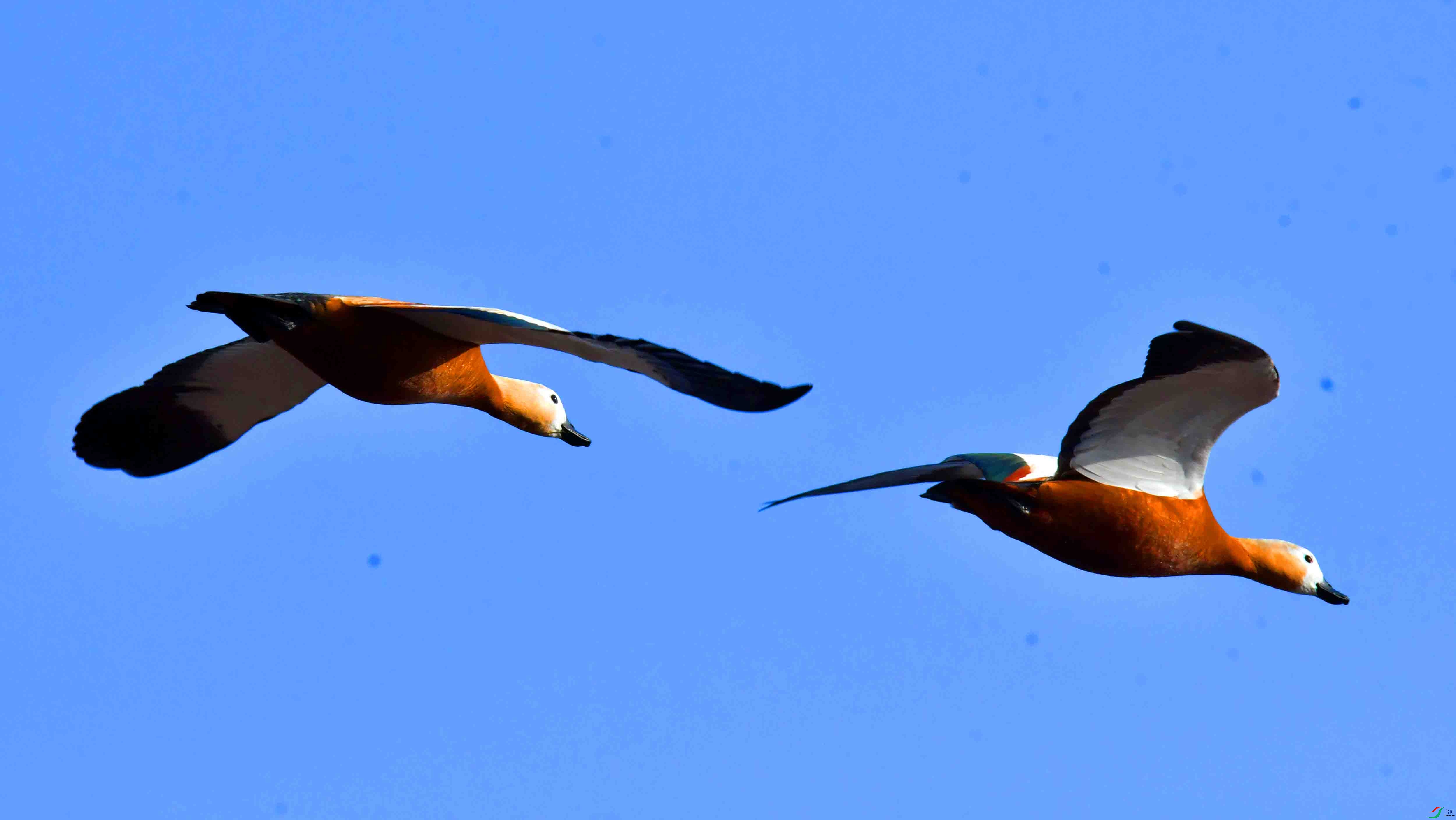 DSC_9228.JPG