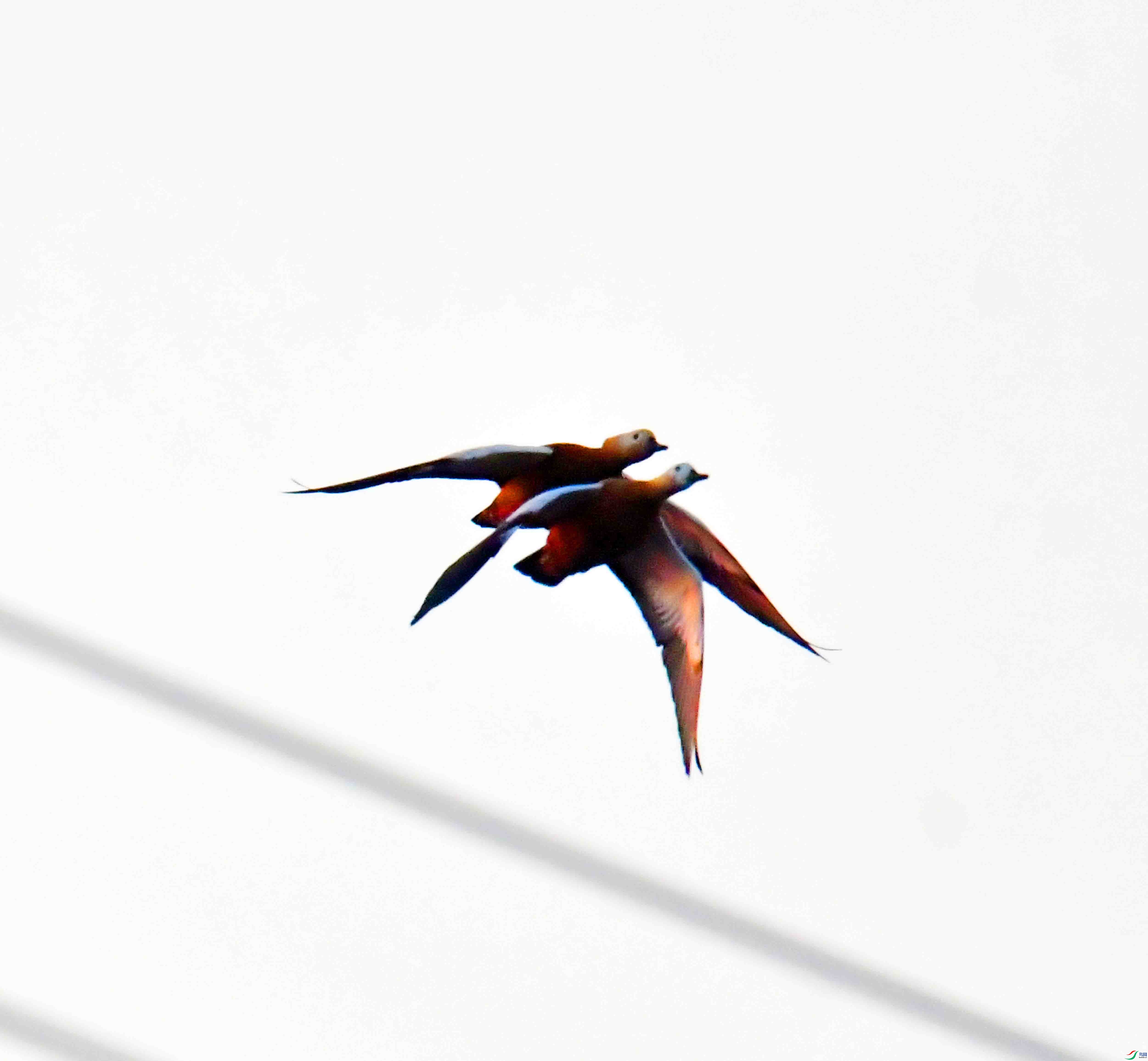 DSC_9358.JPG