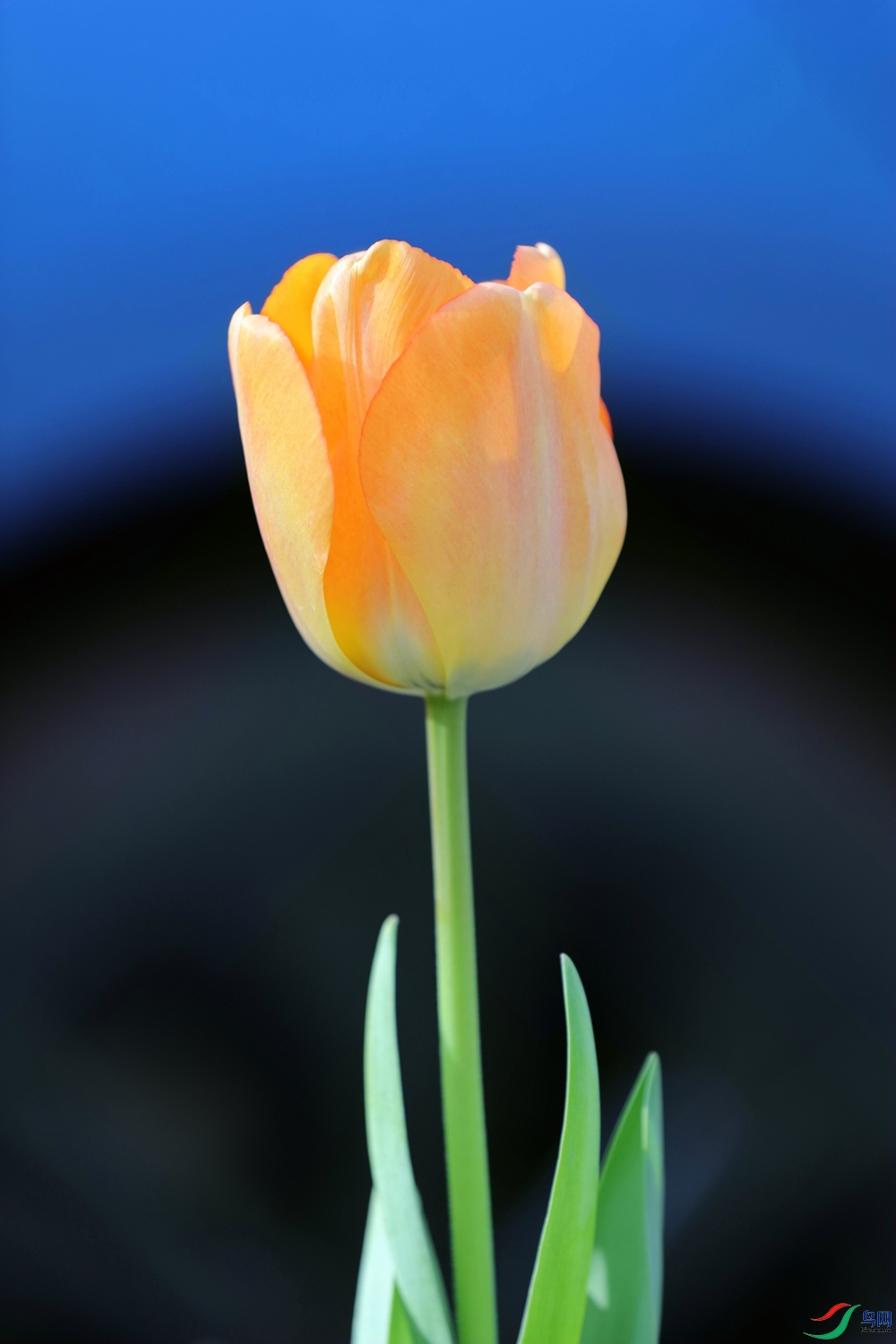 3X7A7139.JPG