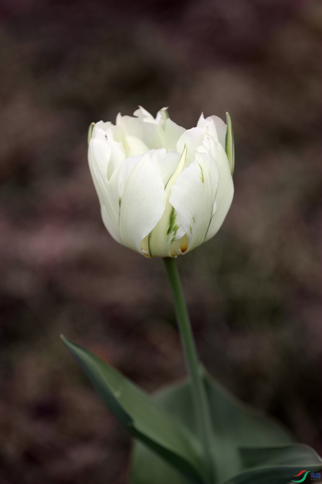 3X7A7144.JPG