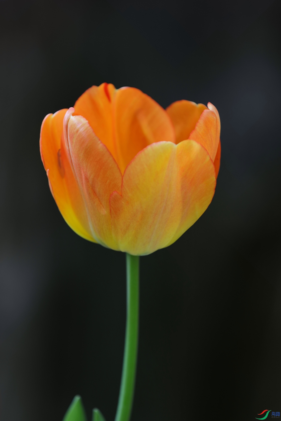 3X7A7185.JPG