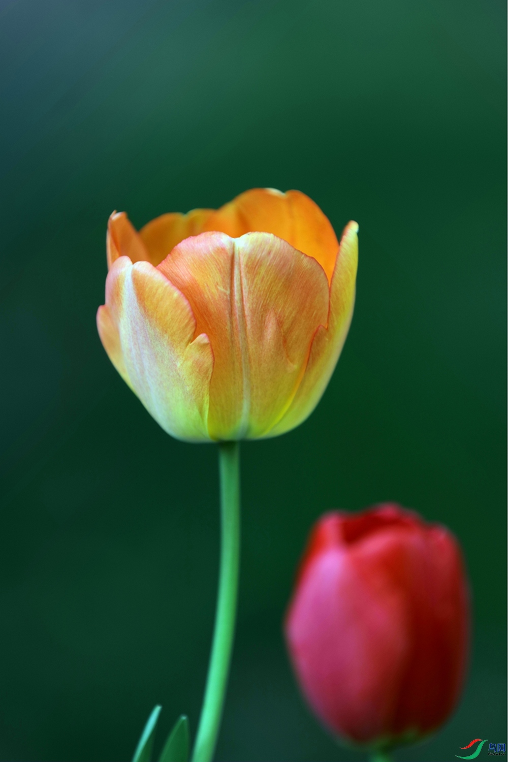 3X7A7191.JPG