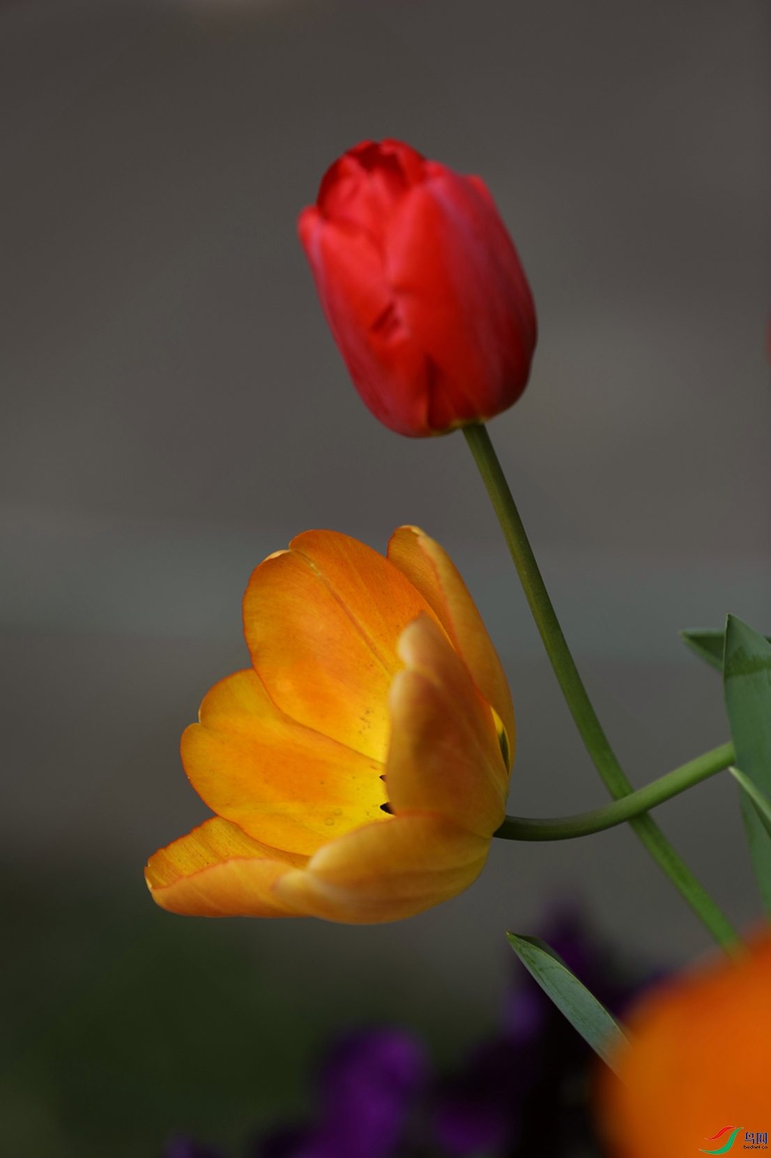 3X7A7195.JPG