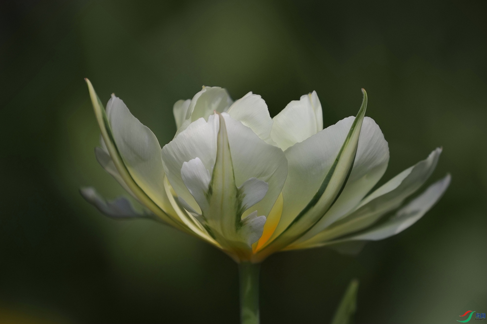 3X7A7336.JPG
