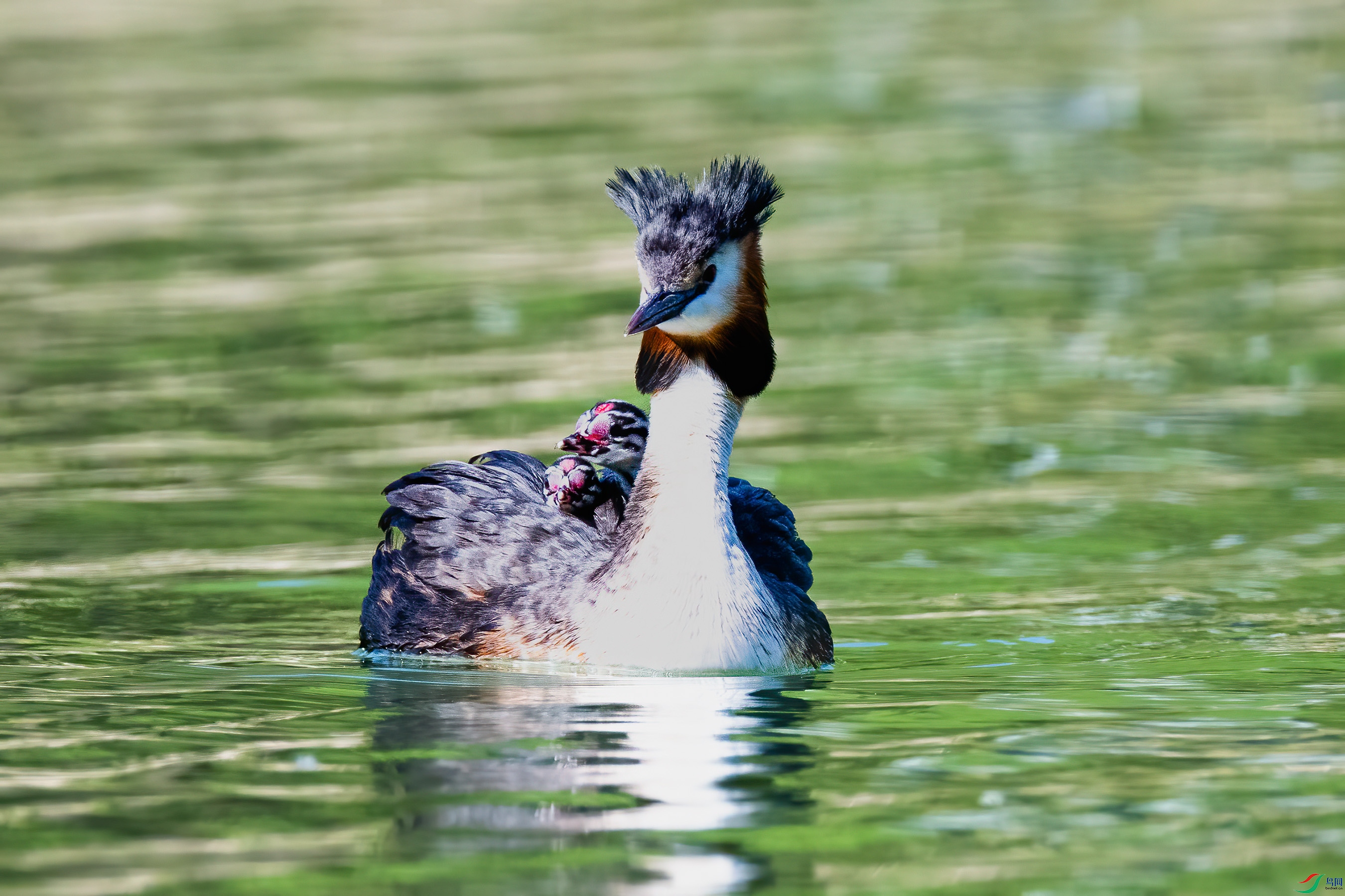 DSC_6050.jpg