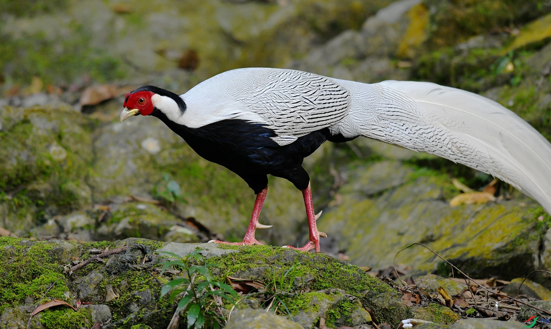 DSC_2667.jpg