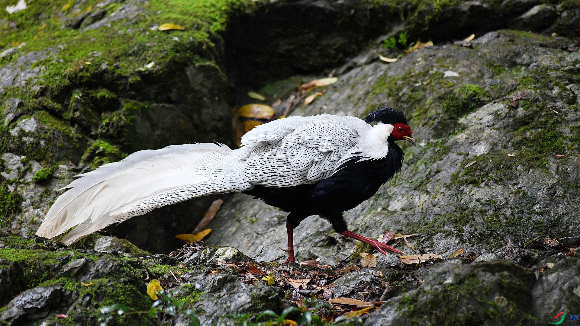 DSC_8217.jpg