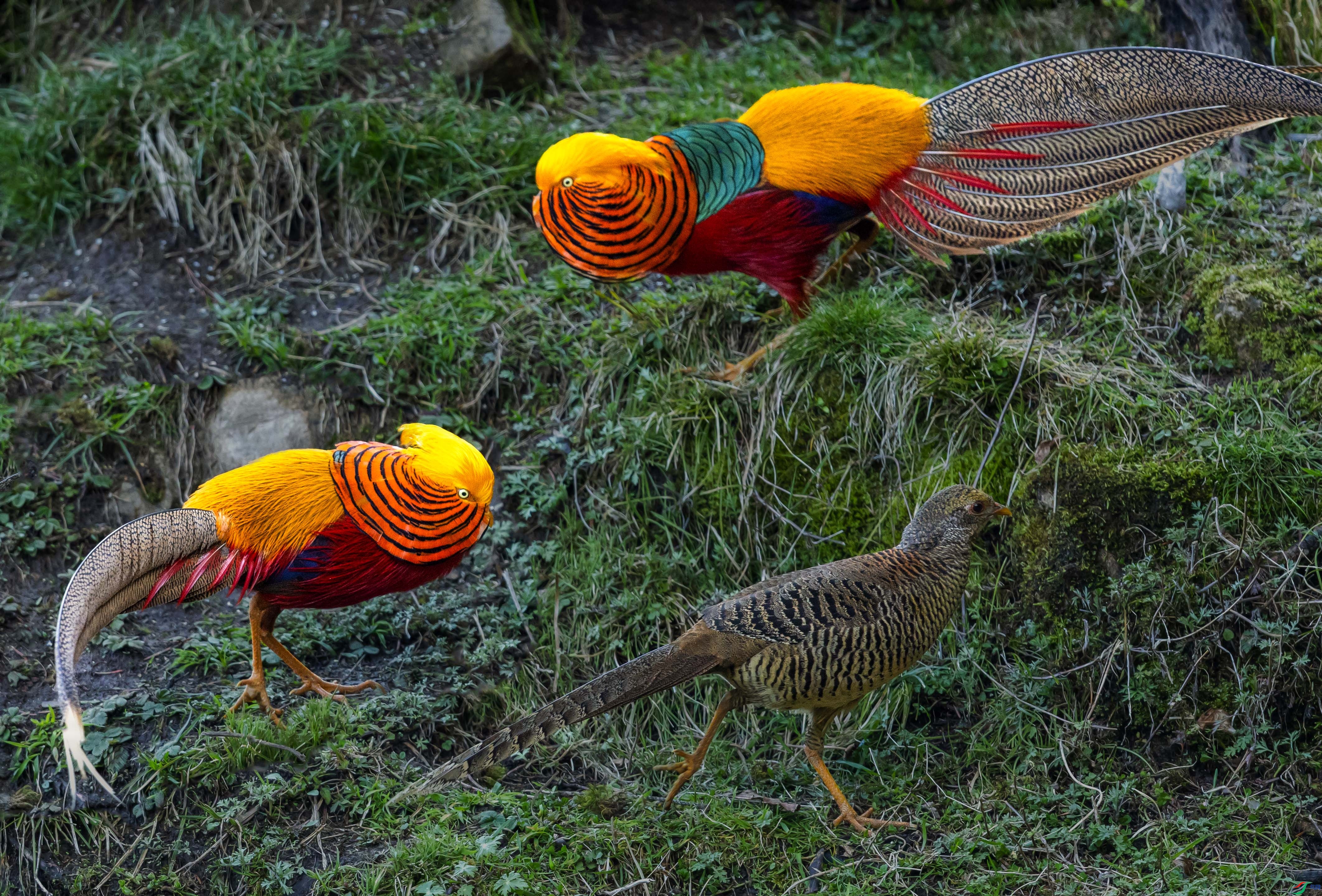 0N6A7733 ������ż4.jpg