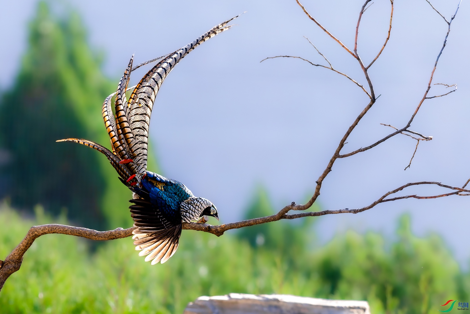 _P4A0435-DxO_DeepPRIME 3.jpg