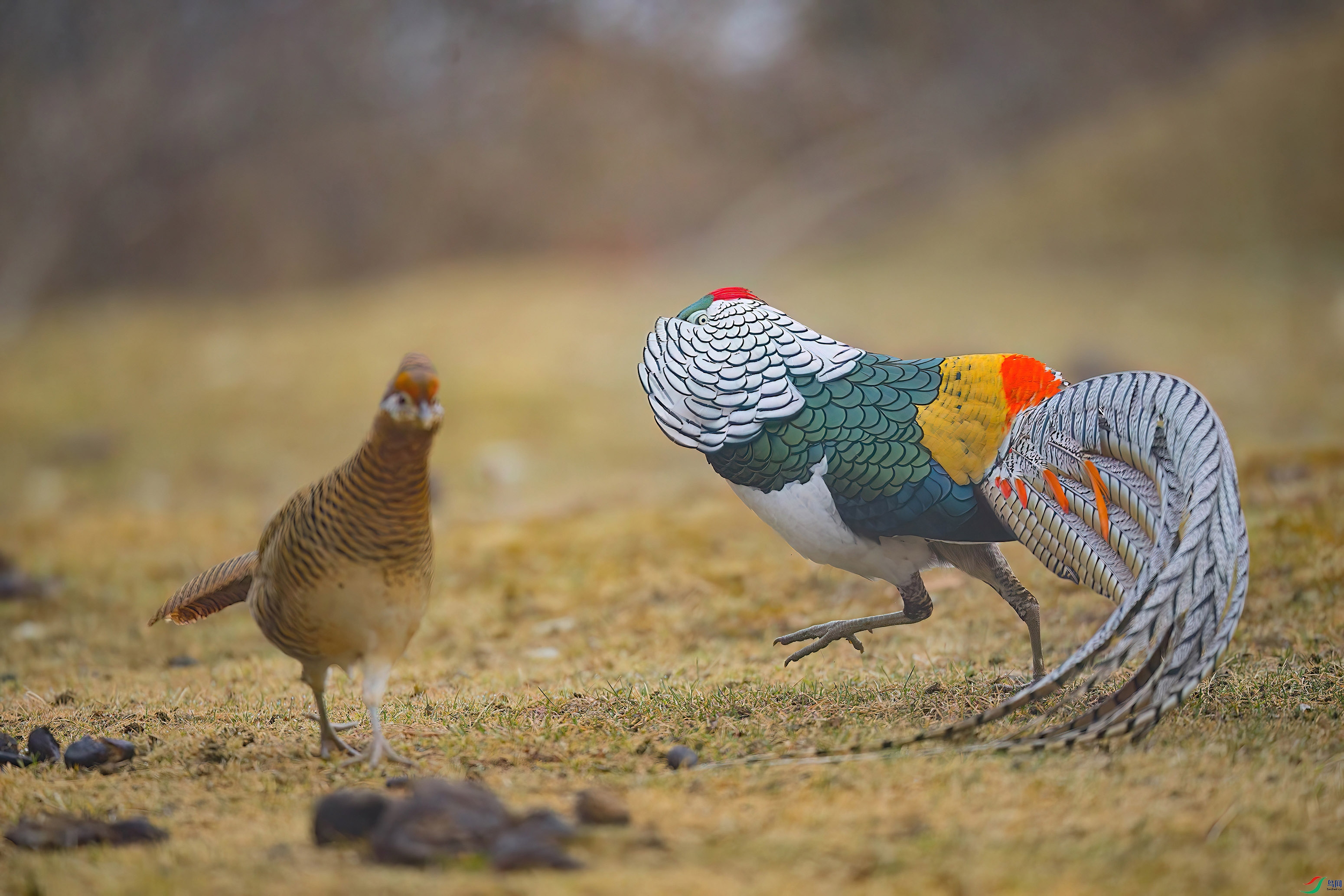 DSC02007-DeNoiseAI ����.jpg