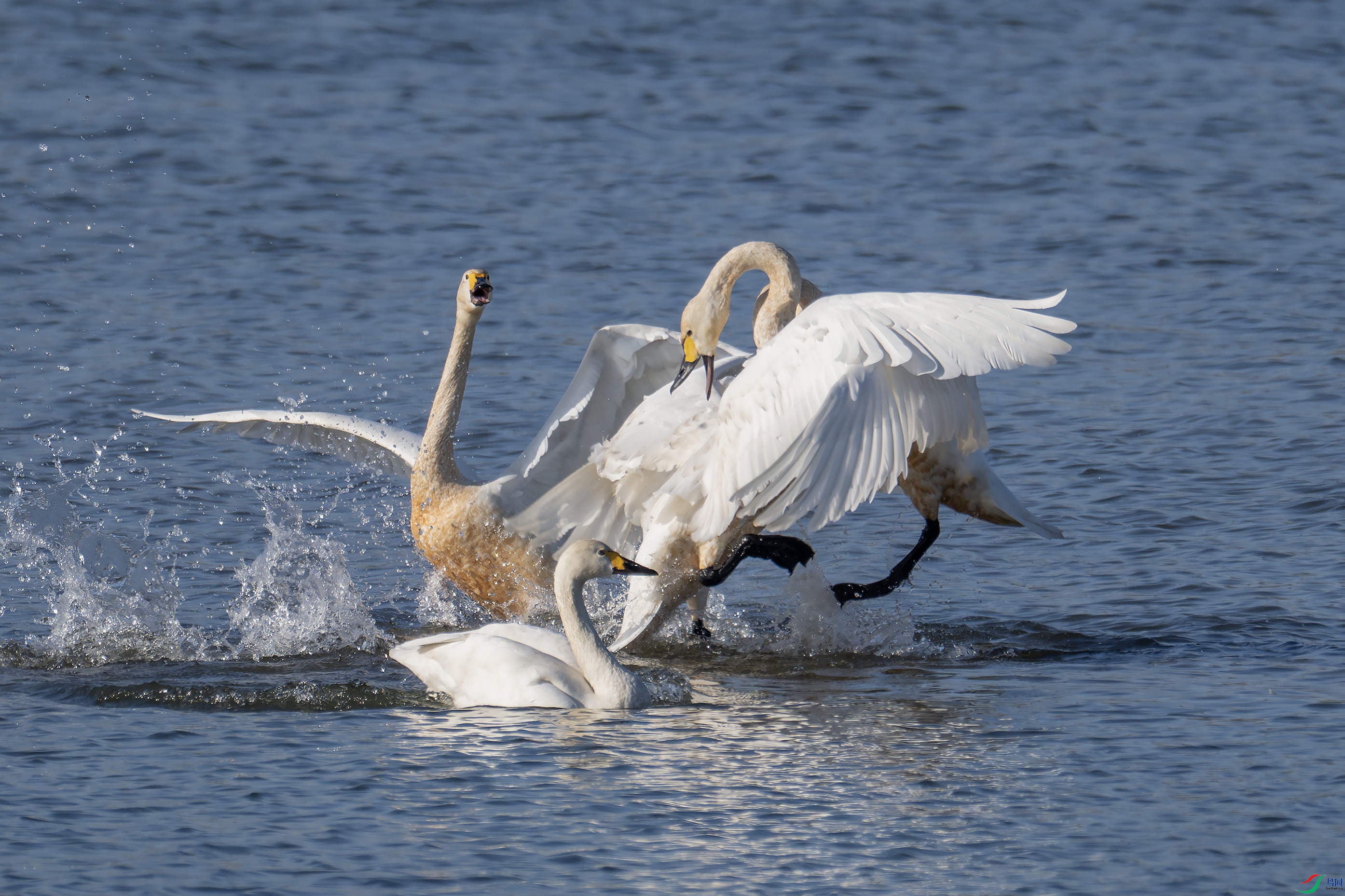 DSC_6908-����.jpg