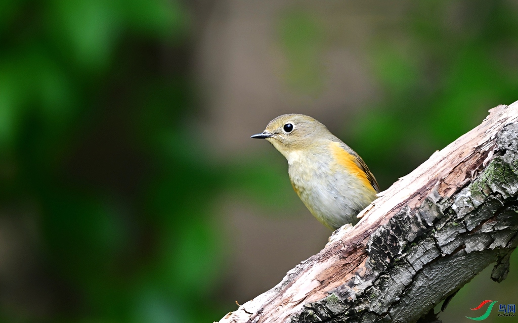 DSC_4447.JPG