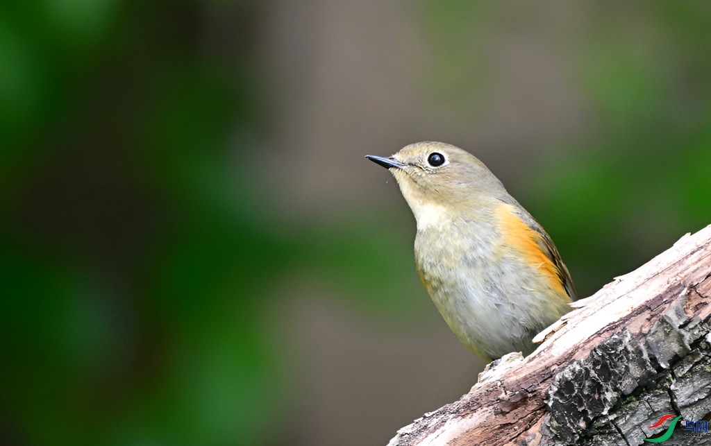 DSC_4452.JPG