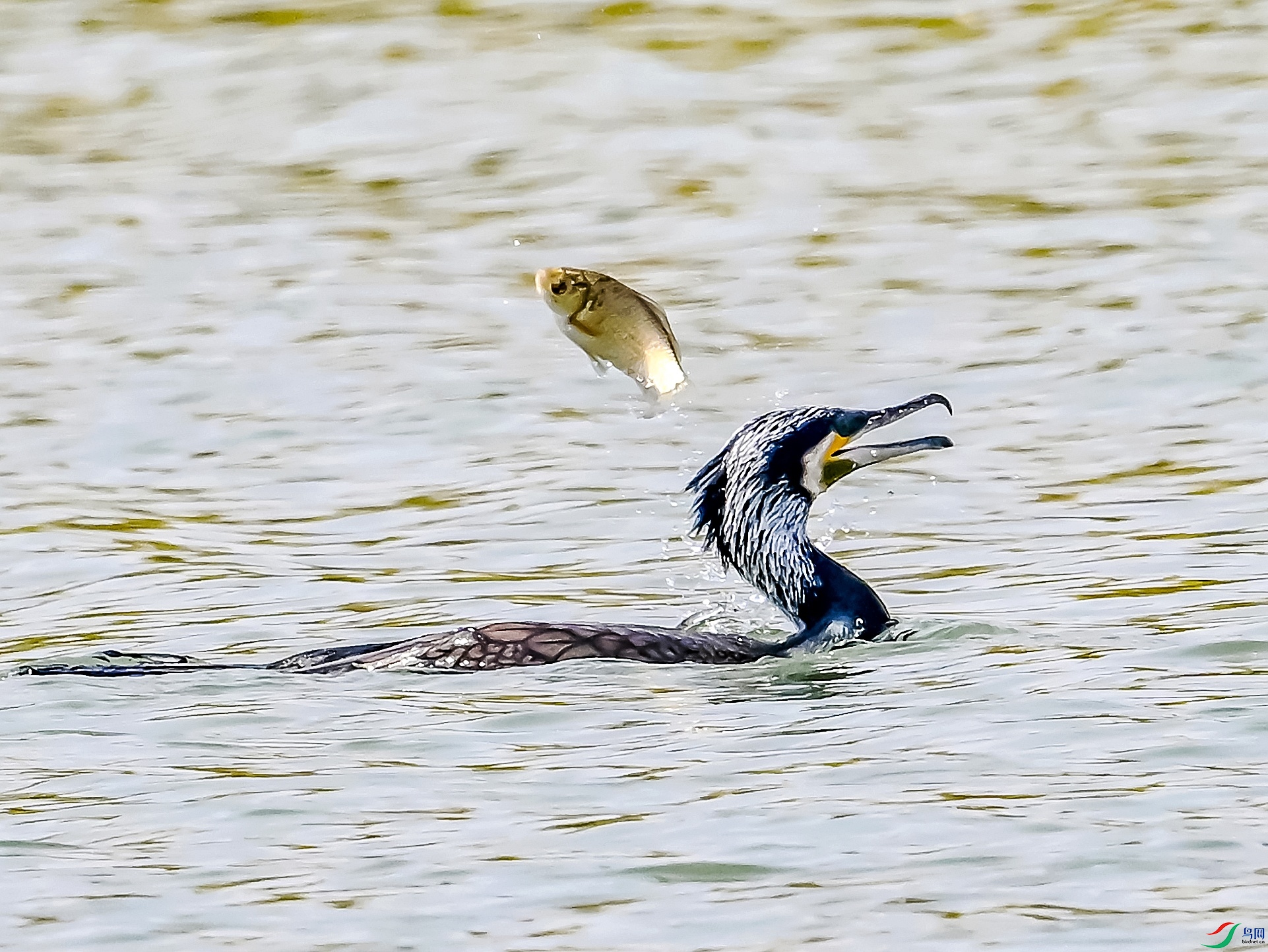 DSC_4270�ٺ�����.jpg