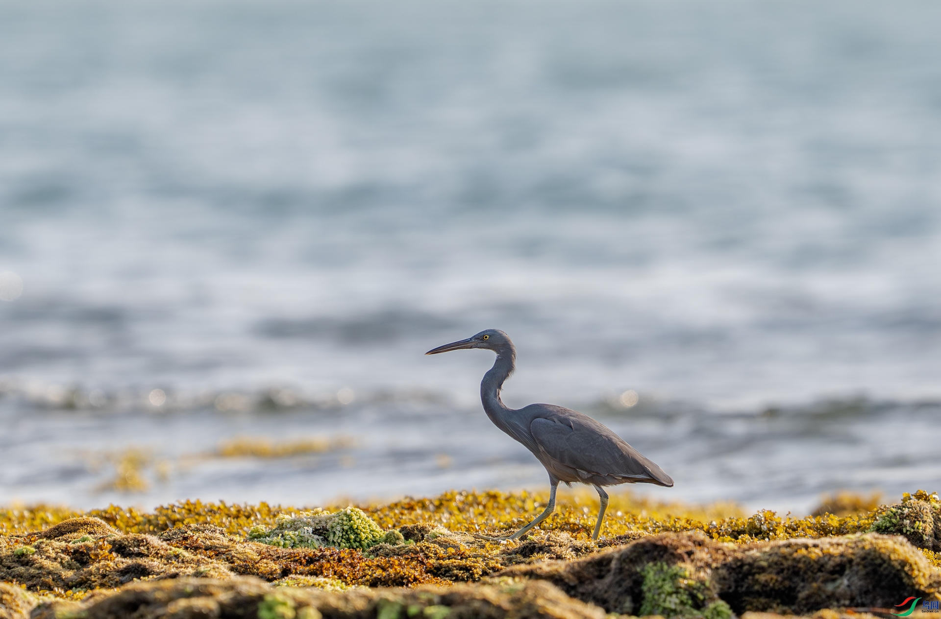 DSC_6933-1.jpg