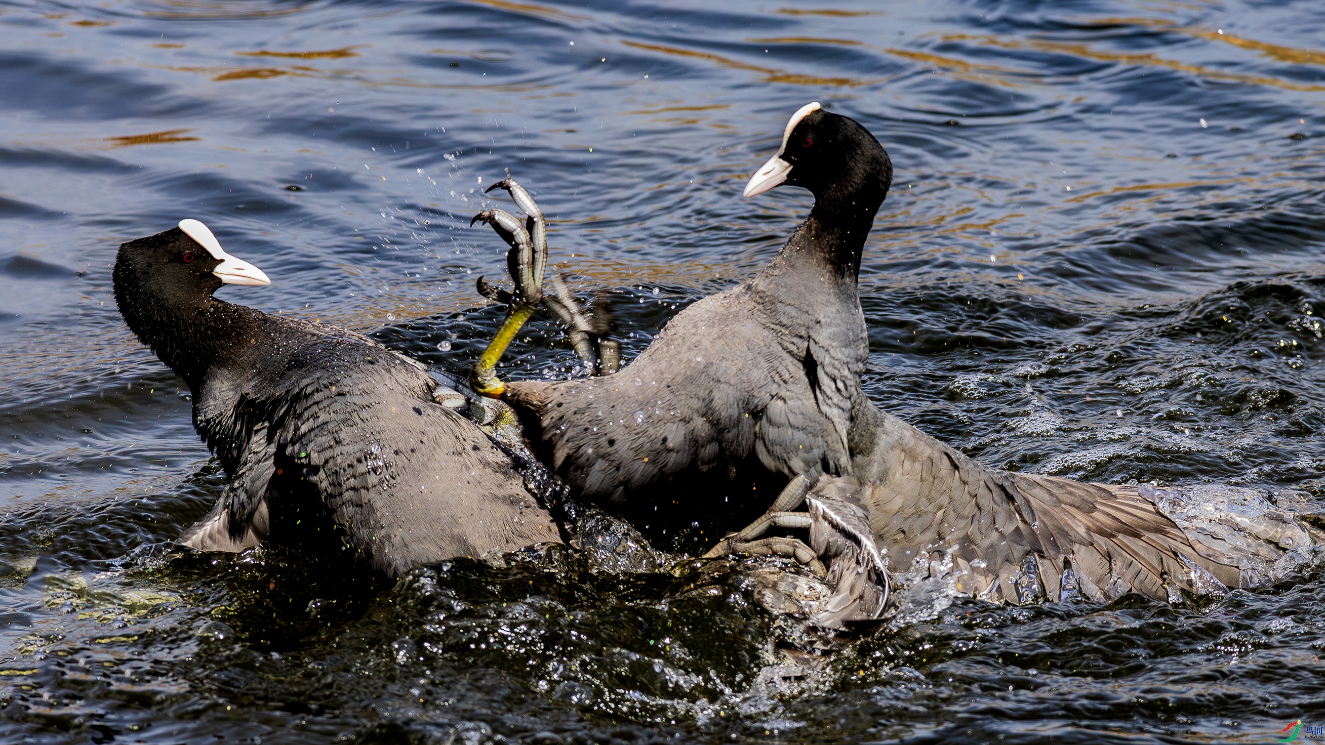 ˮ�ϸ�������ʤʱ��  3.jpg