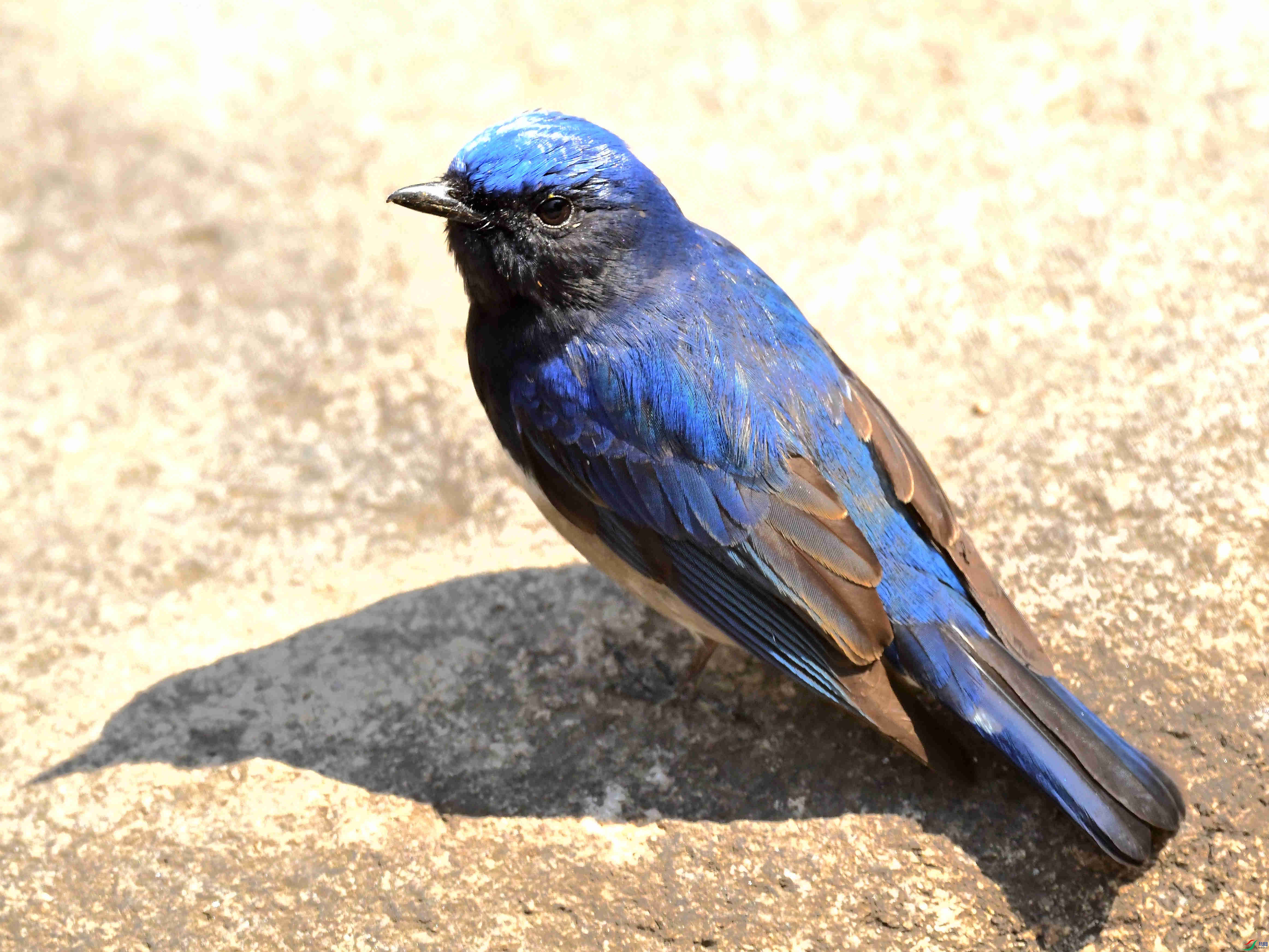 DSC_7199.jpg