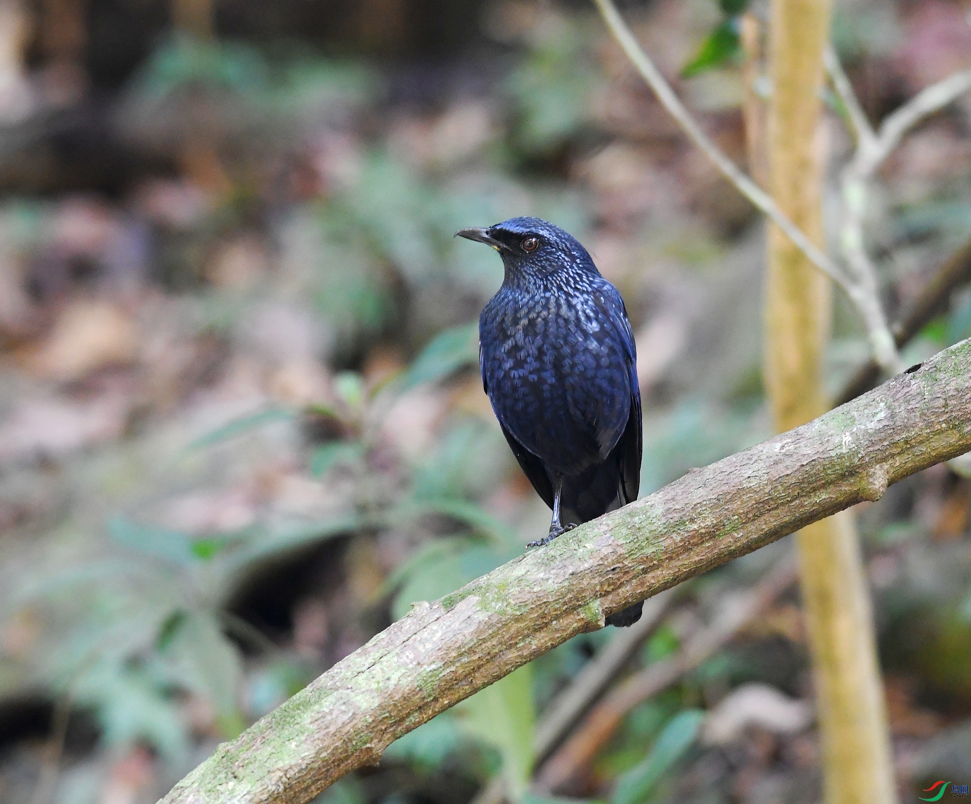 DSC_1633.jpg
