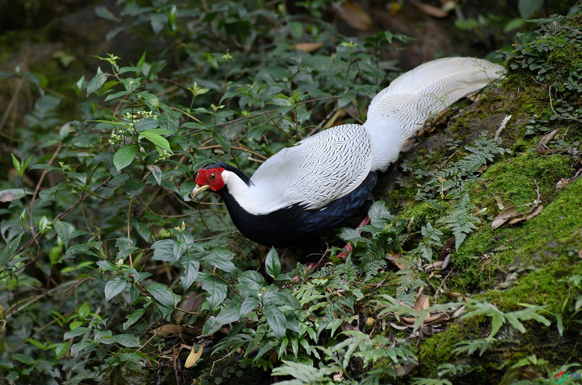 DSC_1002.jpg