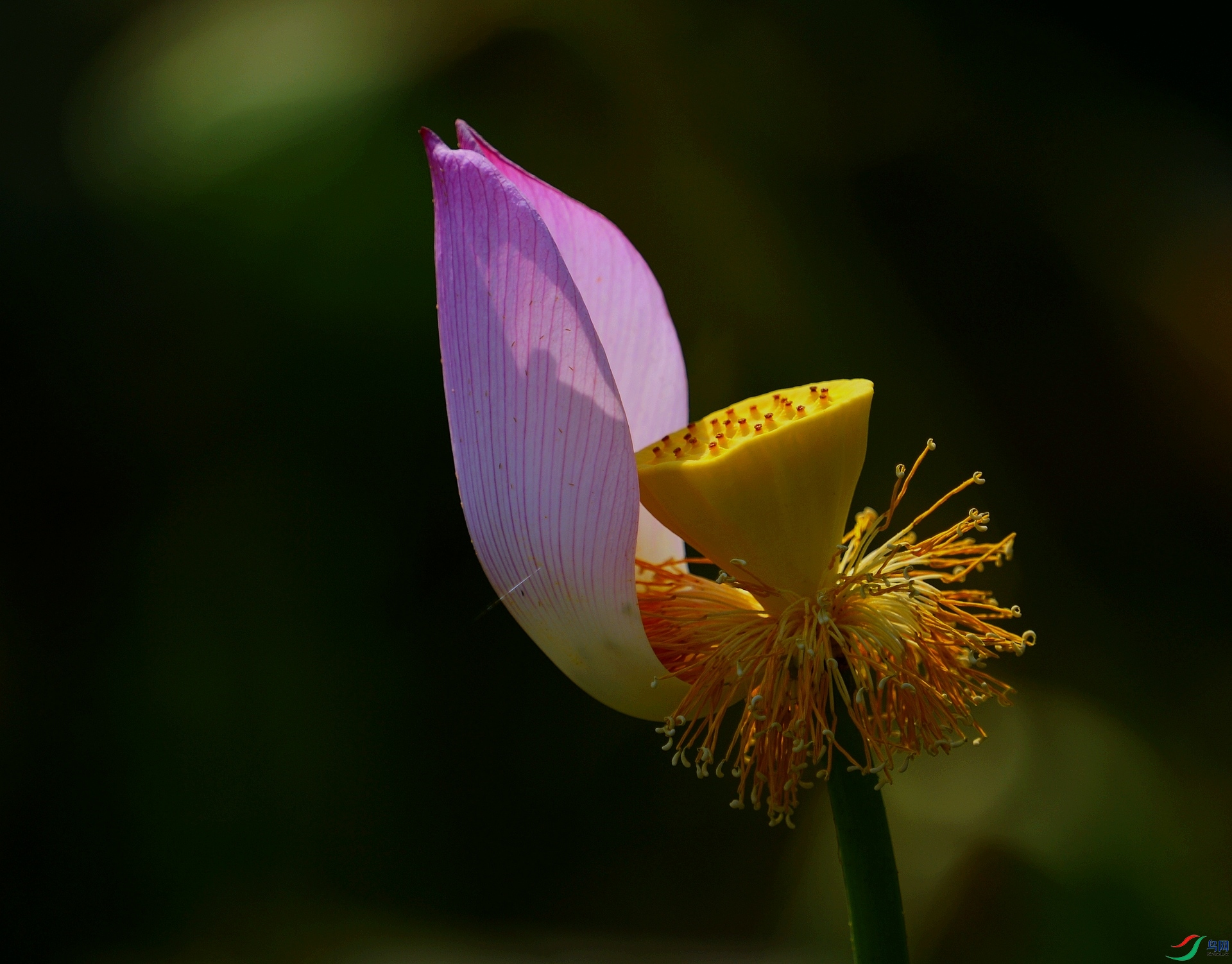1DS_6594.jpg
