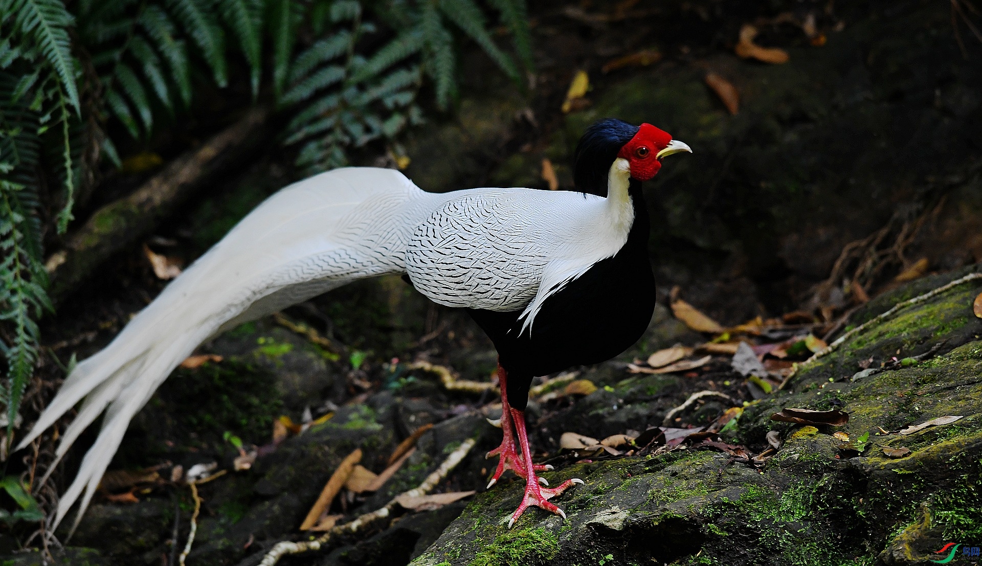 DSC_2443.jpg