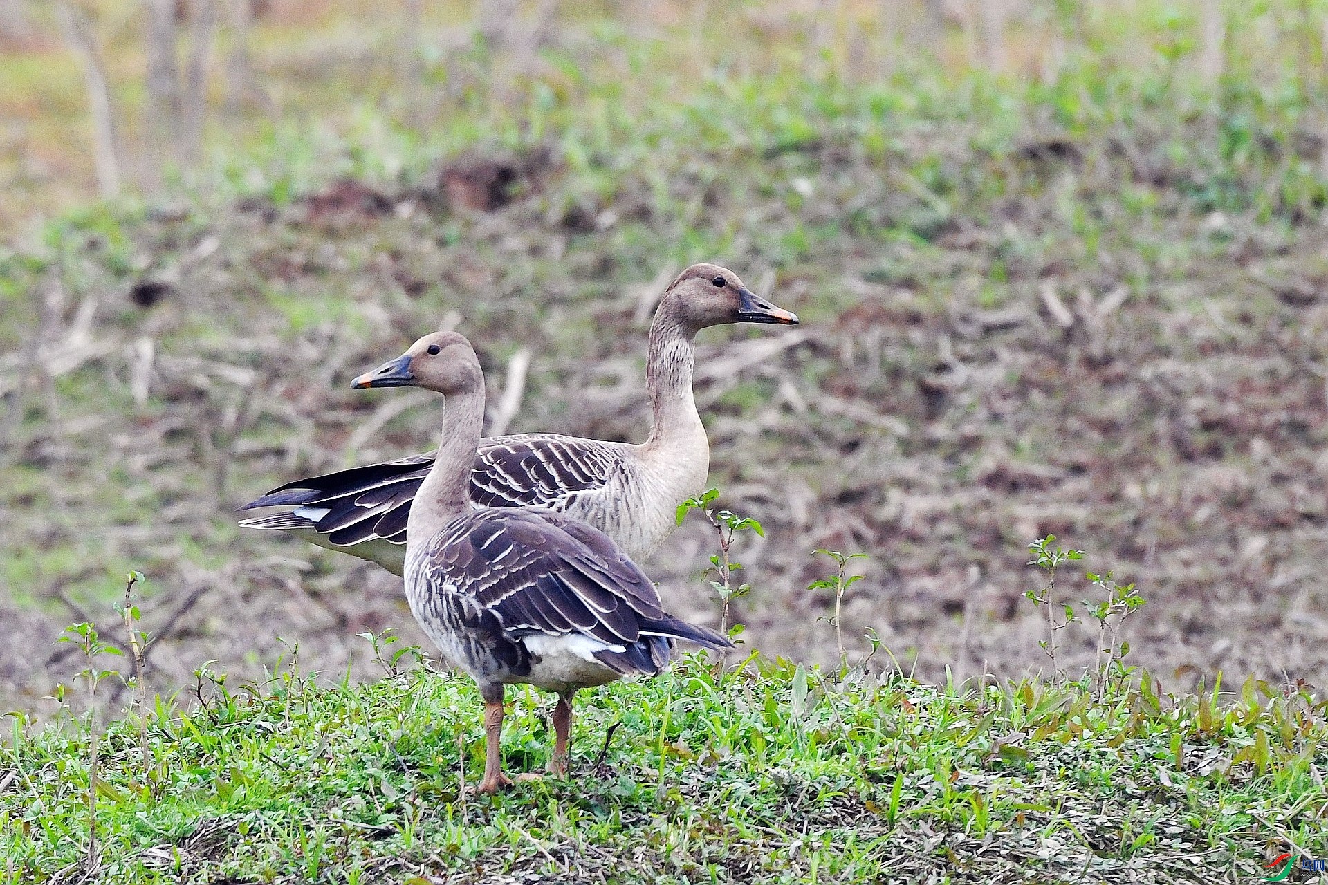 DSC_9686.jpg