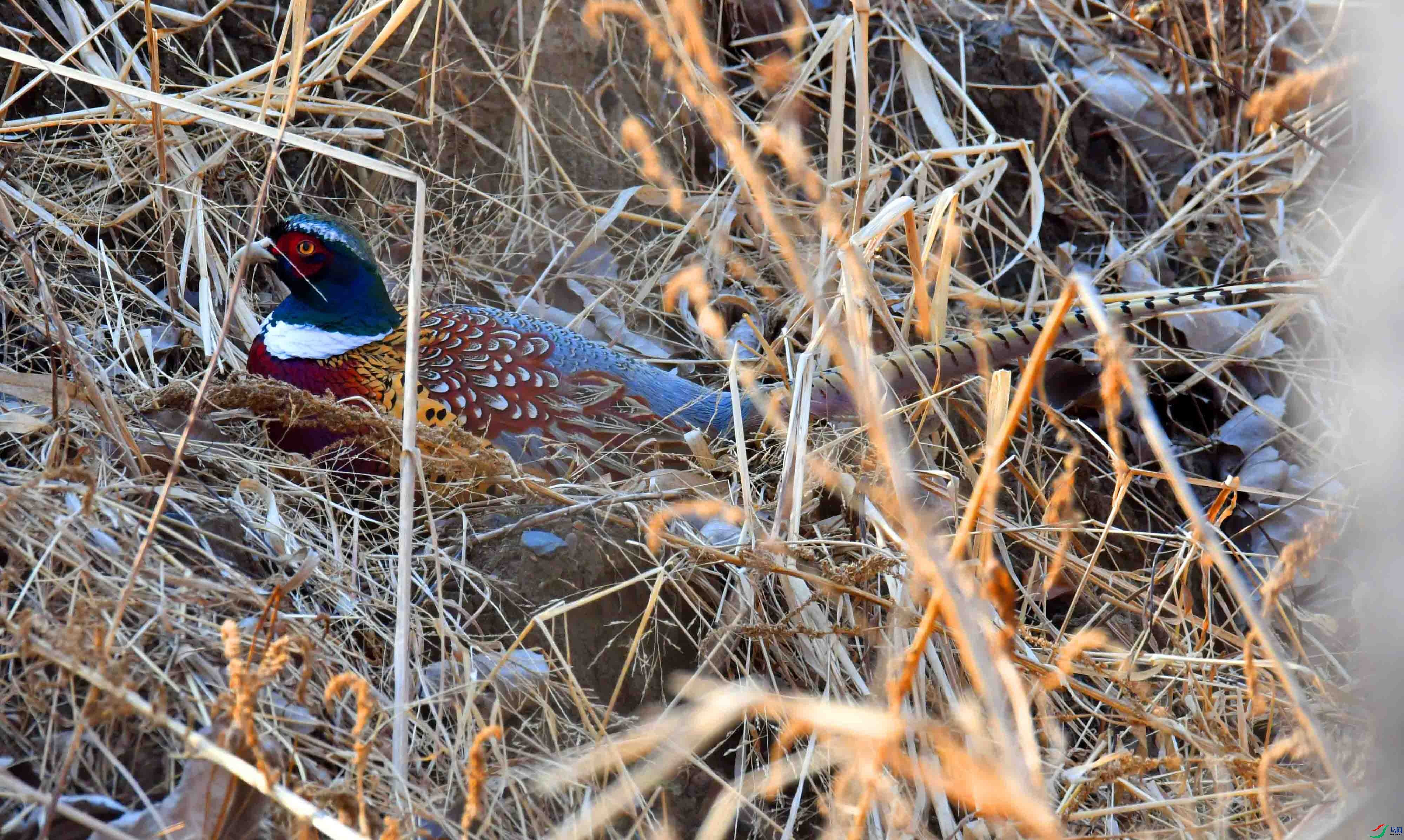 DSC_6200.JPG