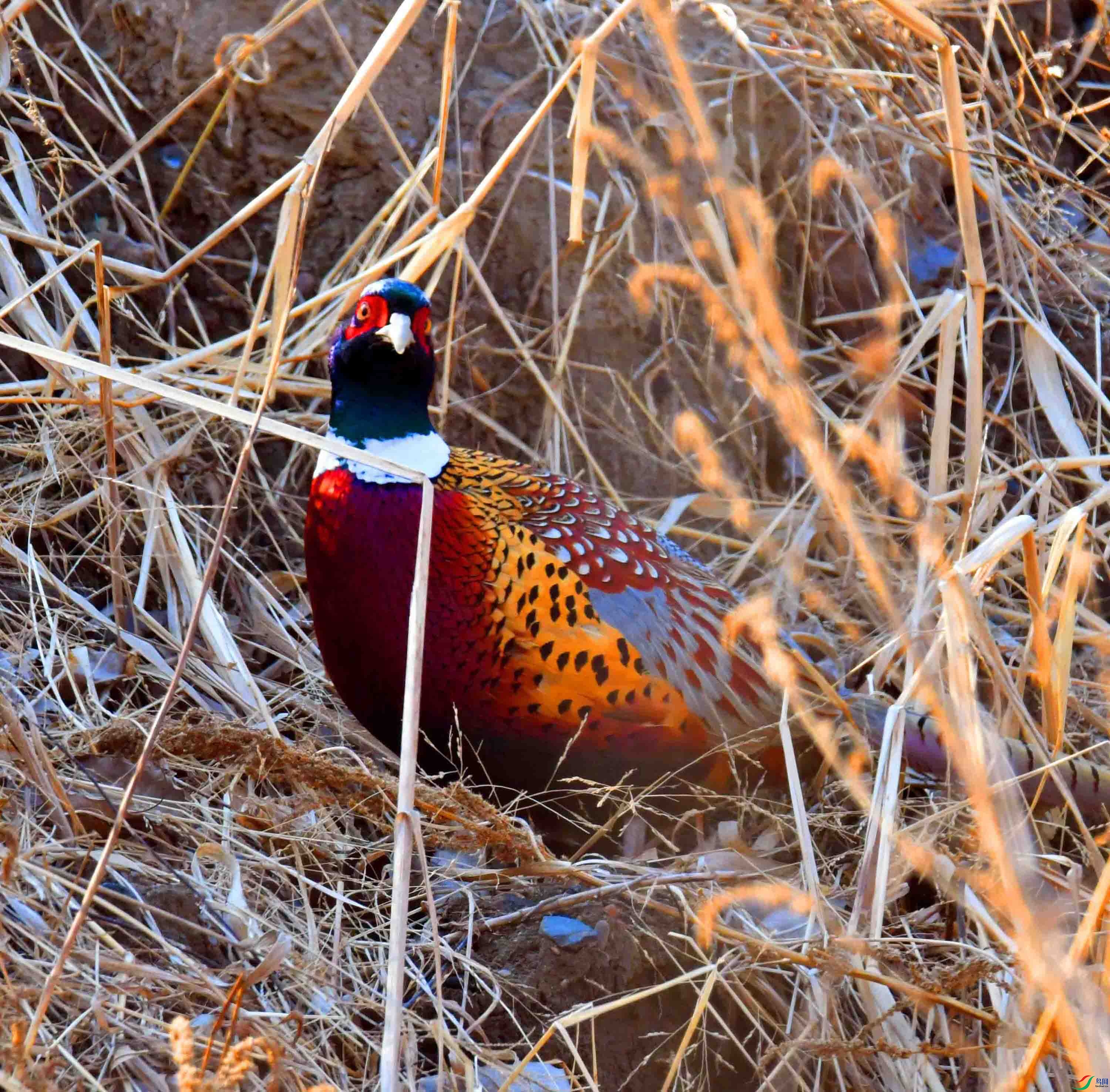 DSC_6197.JPG