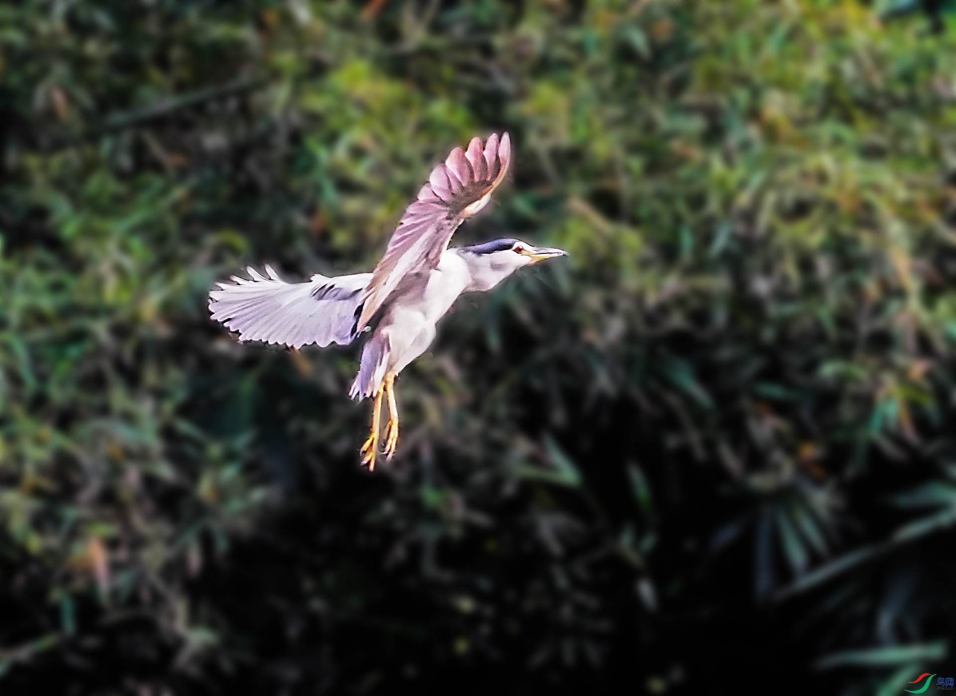 DSC02952-6x.jpg