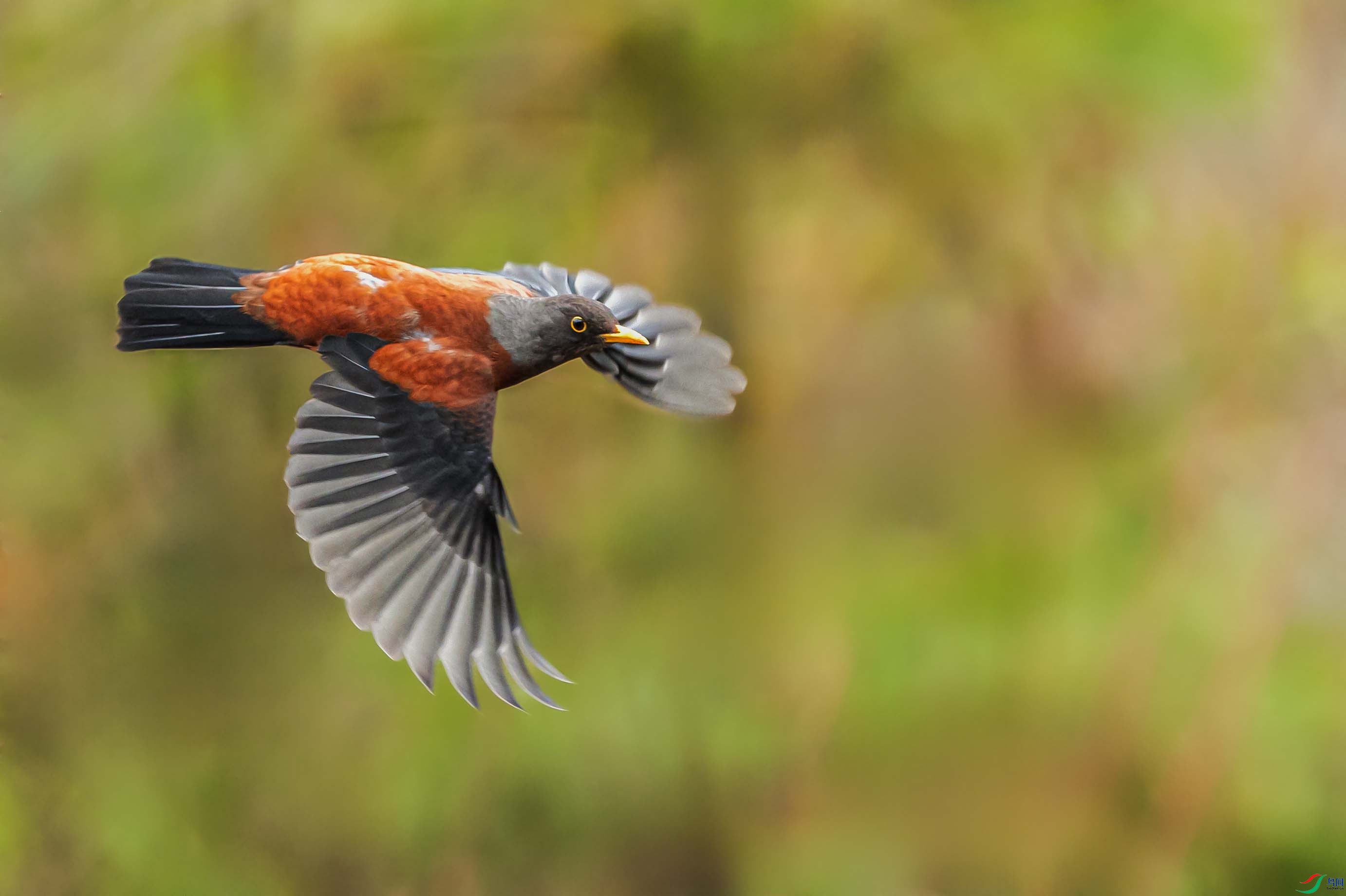 0N6A5260 ������ͷ�1.jpg