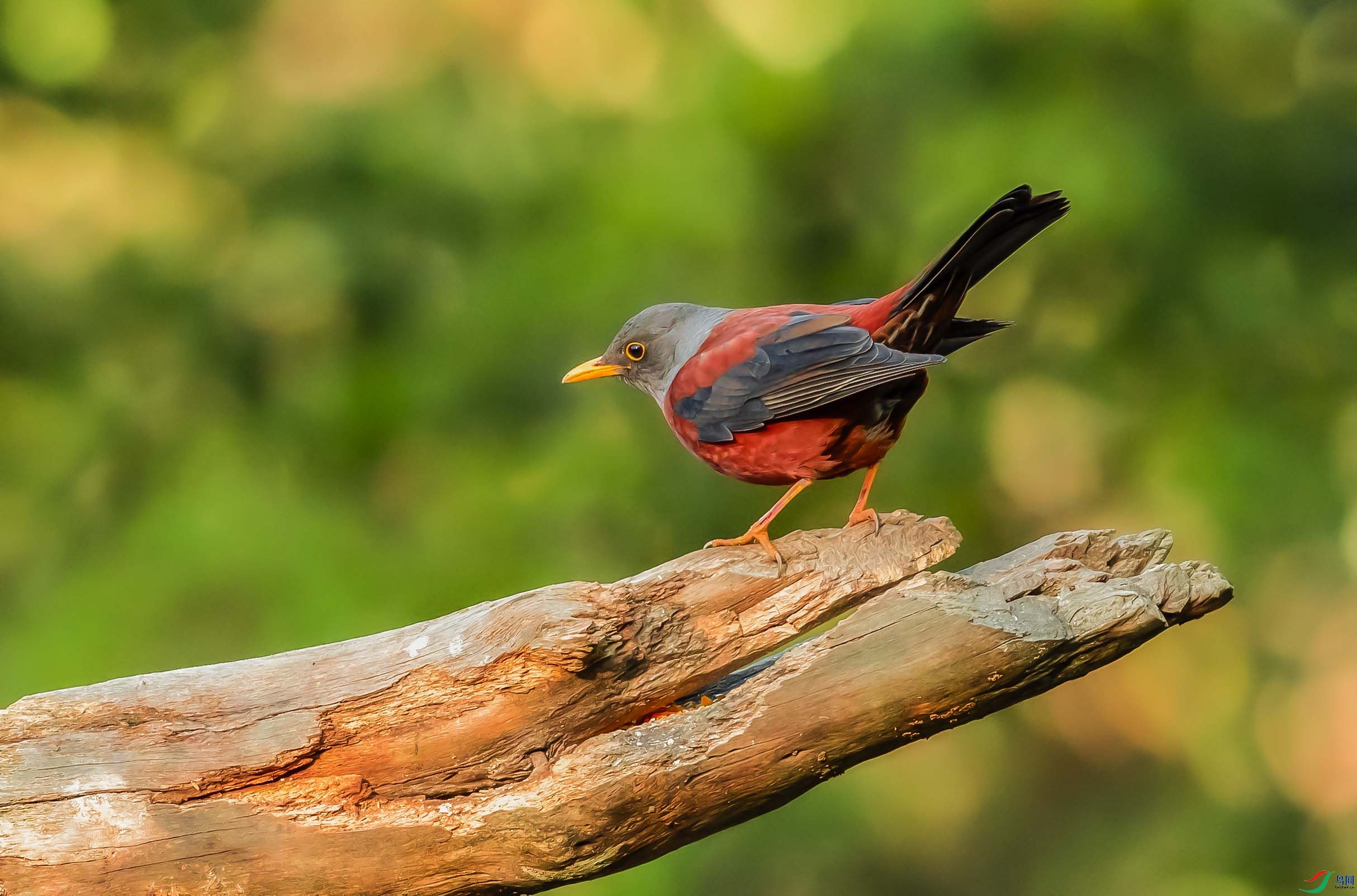 0N6A0518 ������ͷ�2.jpg