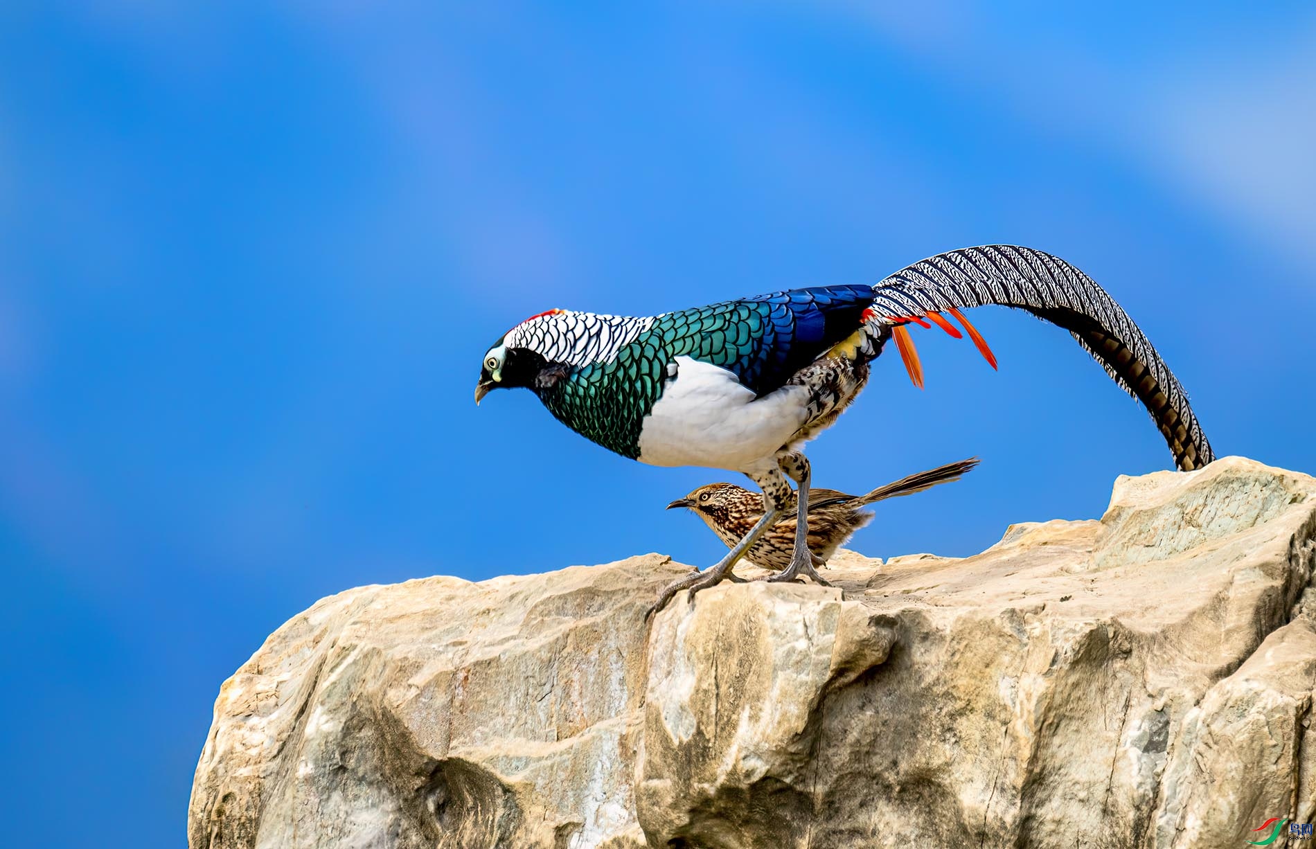 �׸�����������С����