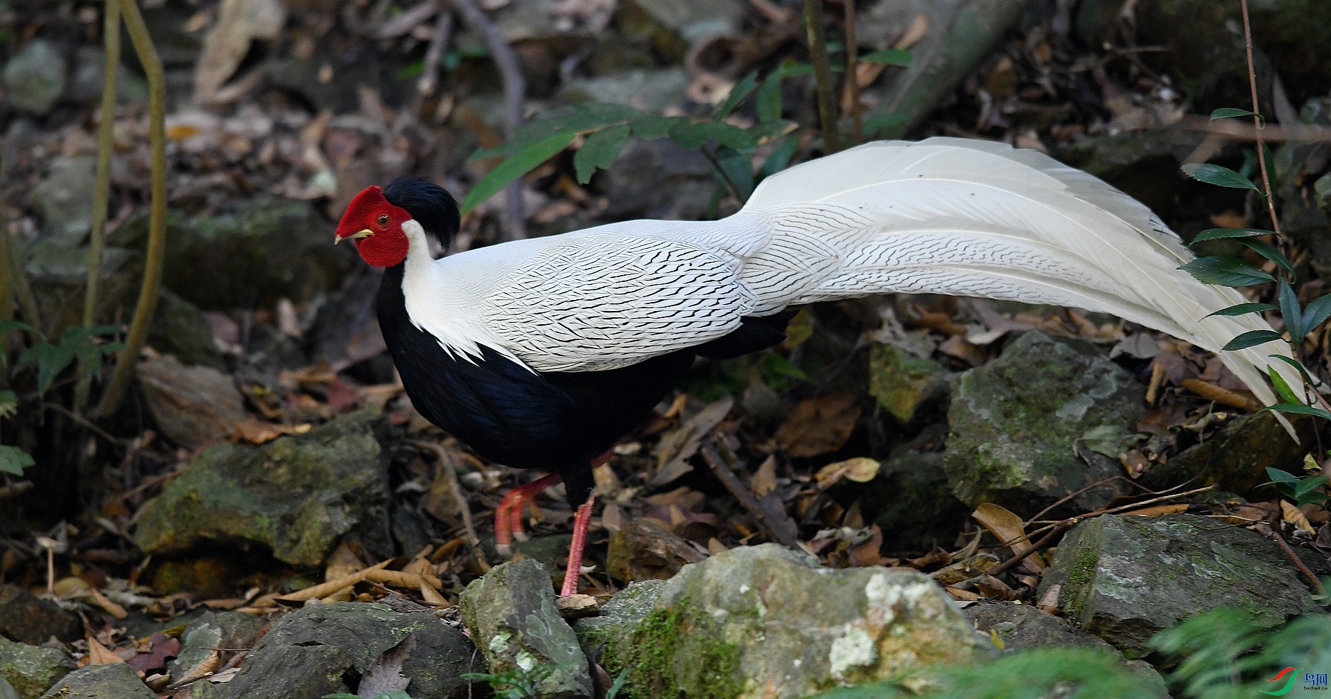 DSC_2215.jpg