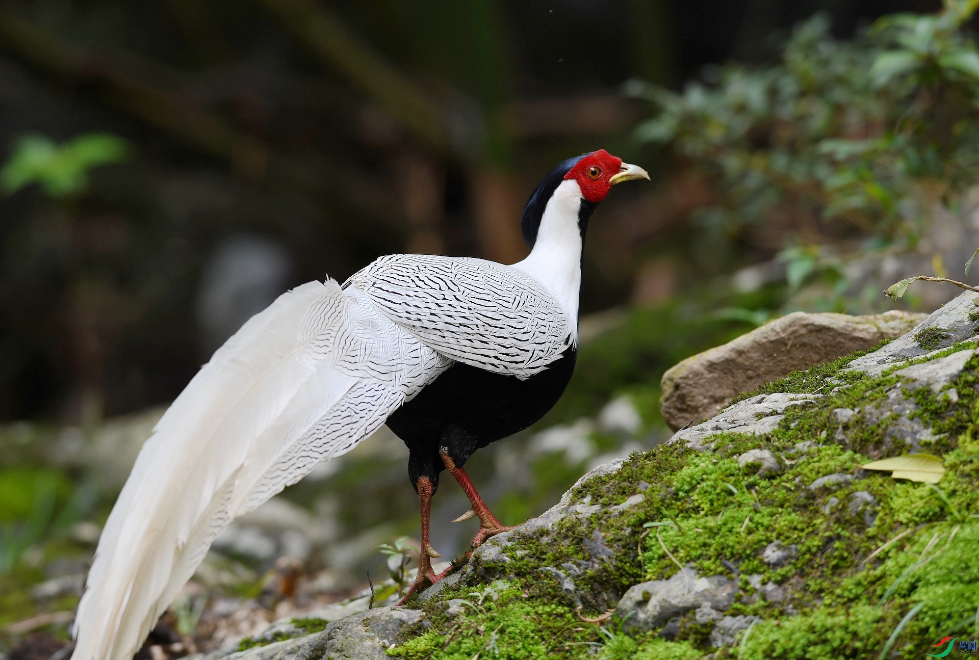 DSC_9090.jpg