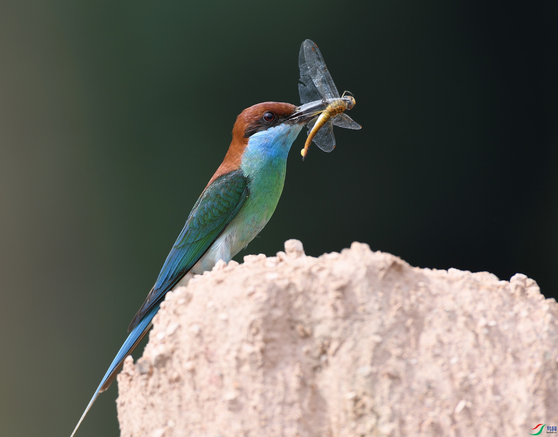 DSC_8663.jpg