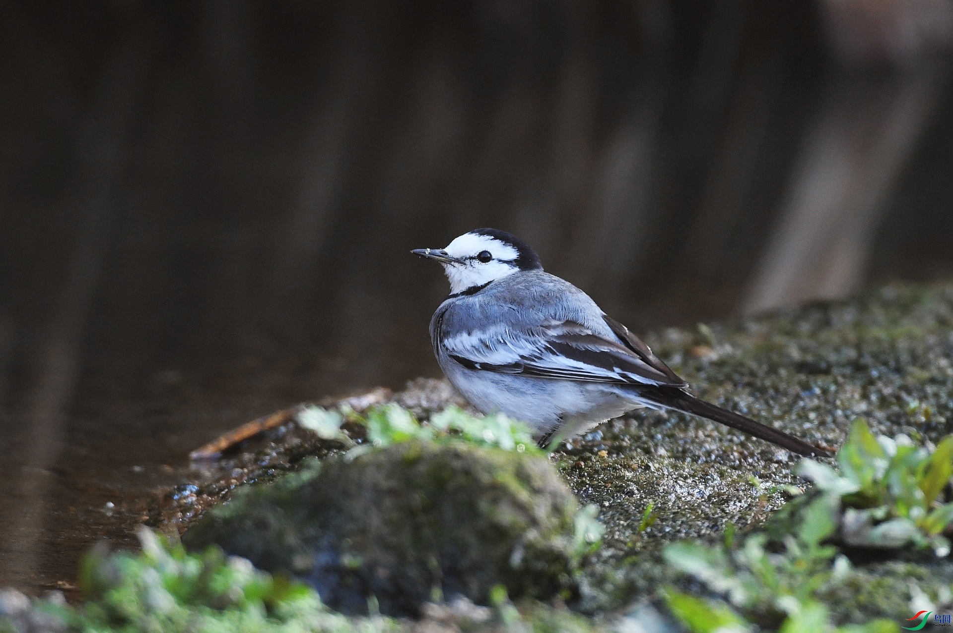 DSC_9253.jpg