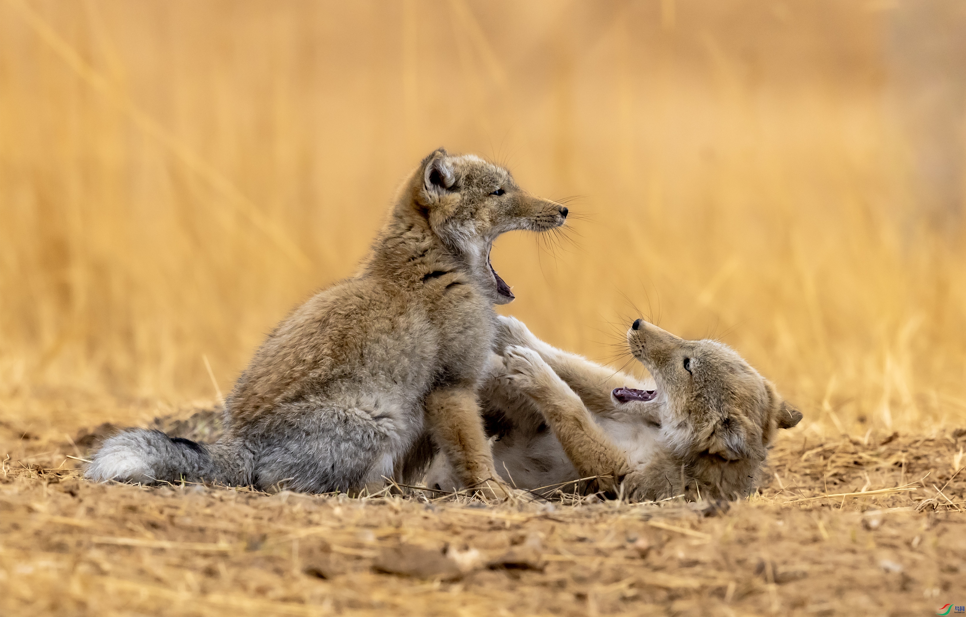 4K2A9037 �غ�001.jpg