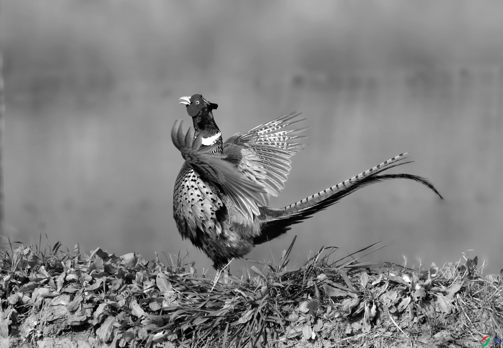 _DSC1171 ����-01.jpeg