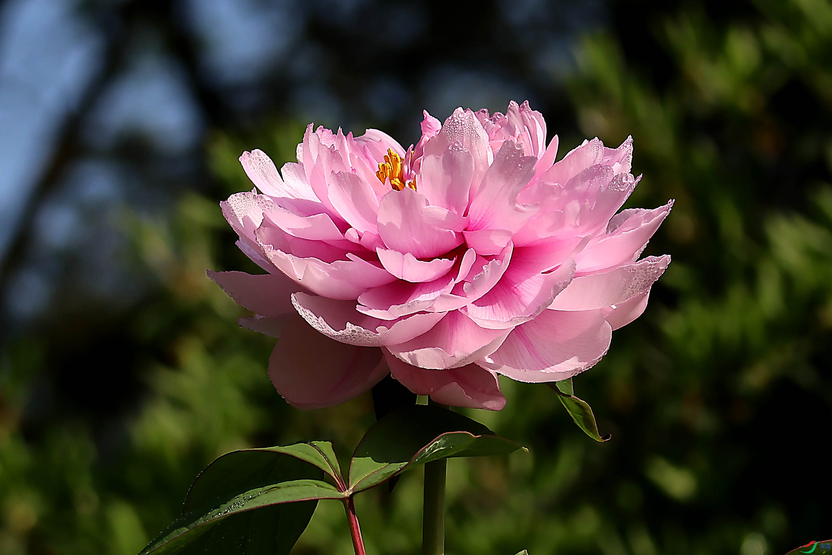 2G9A3924.JPG