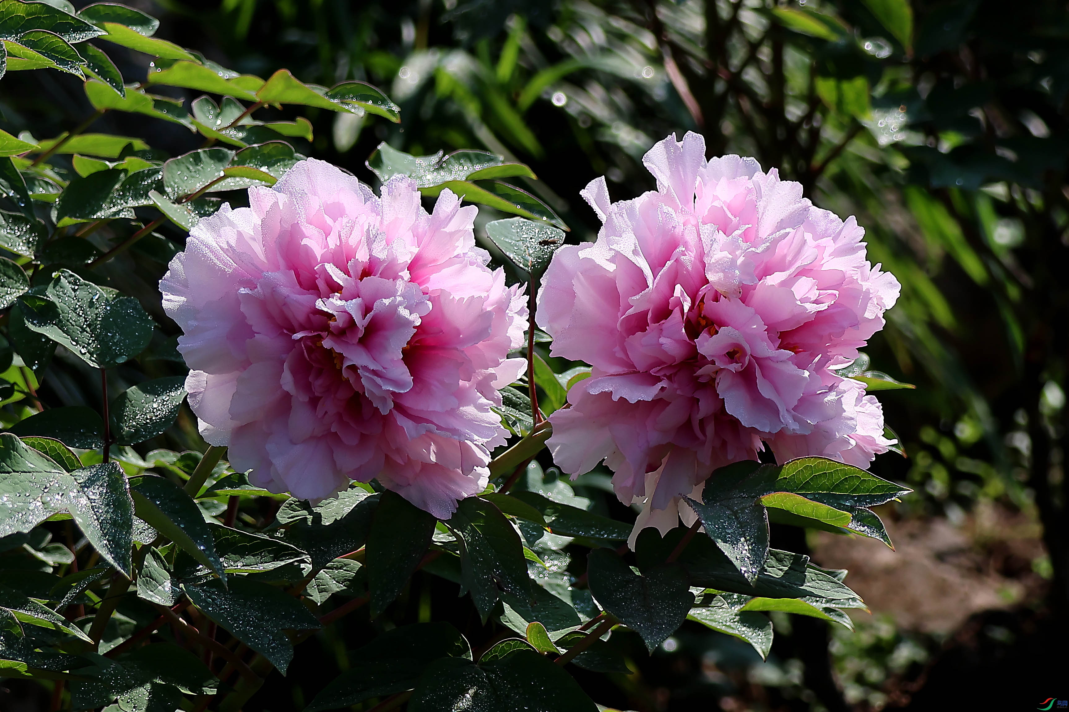 2G9A3930.JPG
