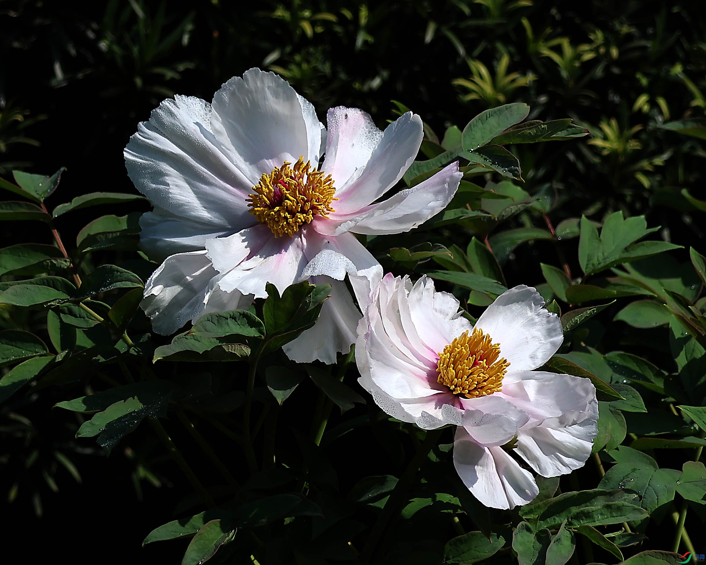 2G9A3928.JPG