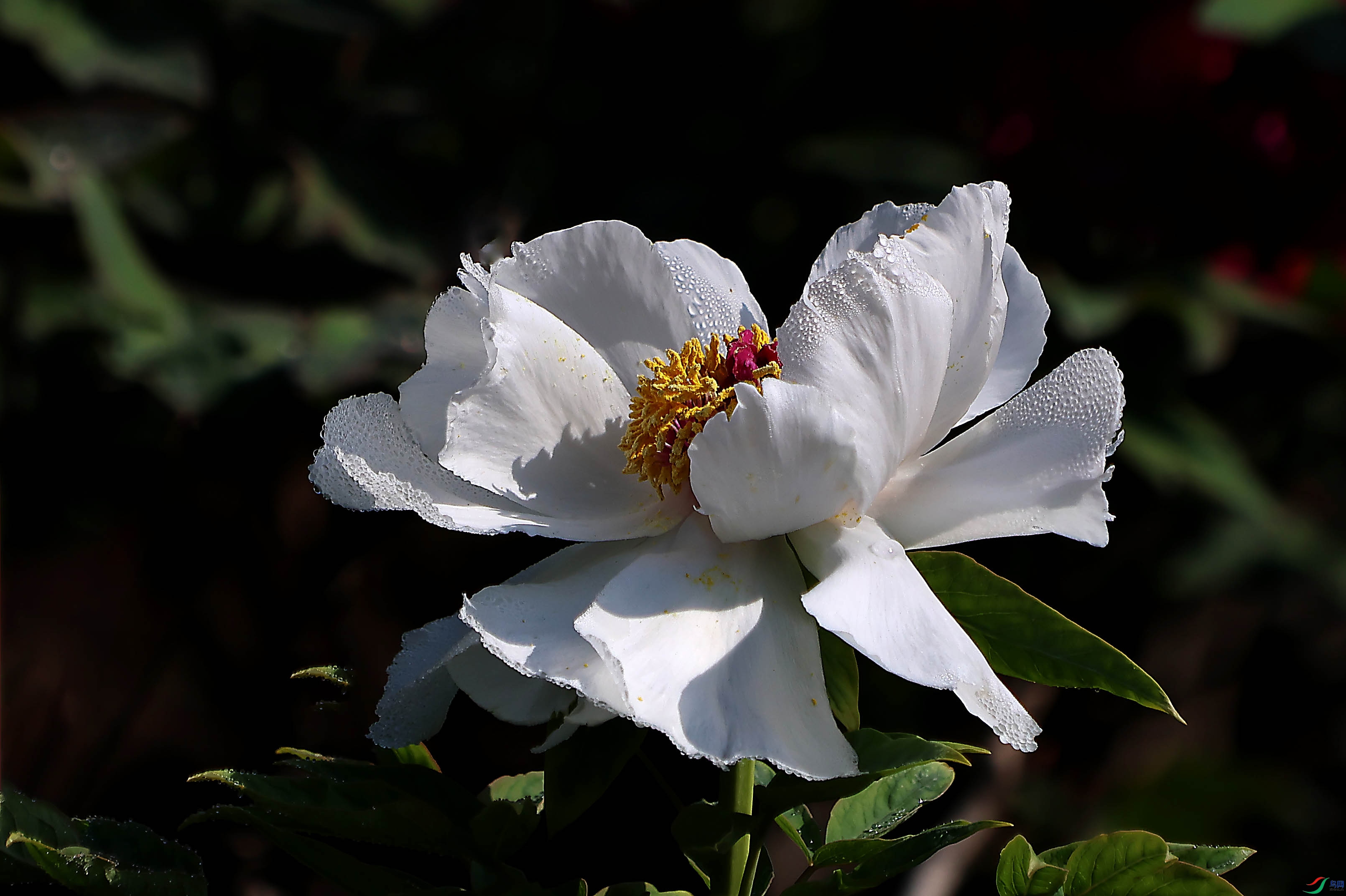 2G9A3937.JPG