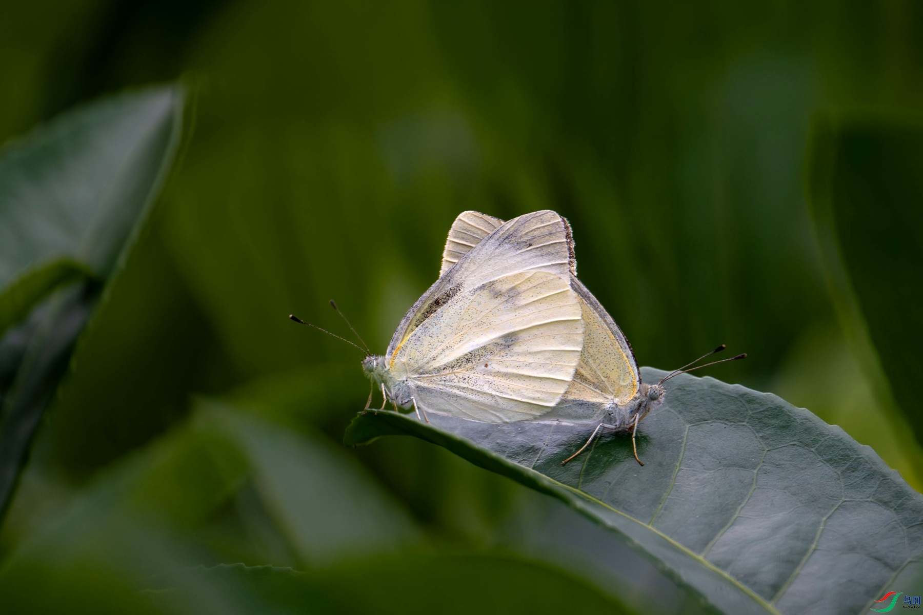 DSC_2403_����.jpg