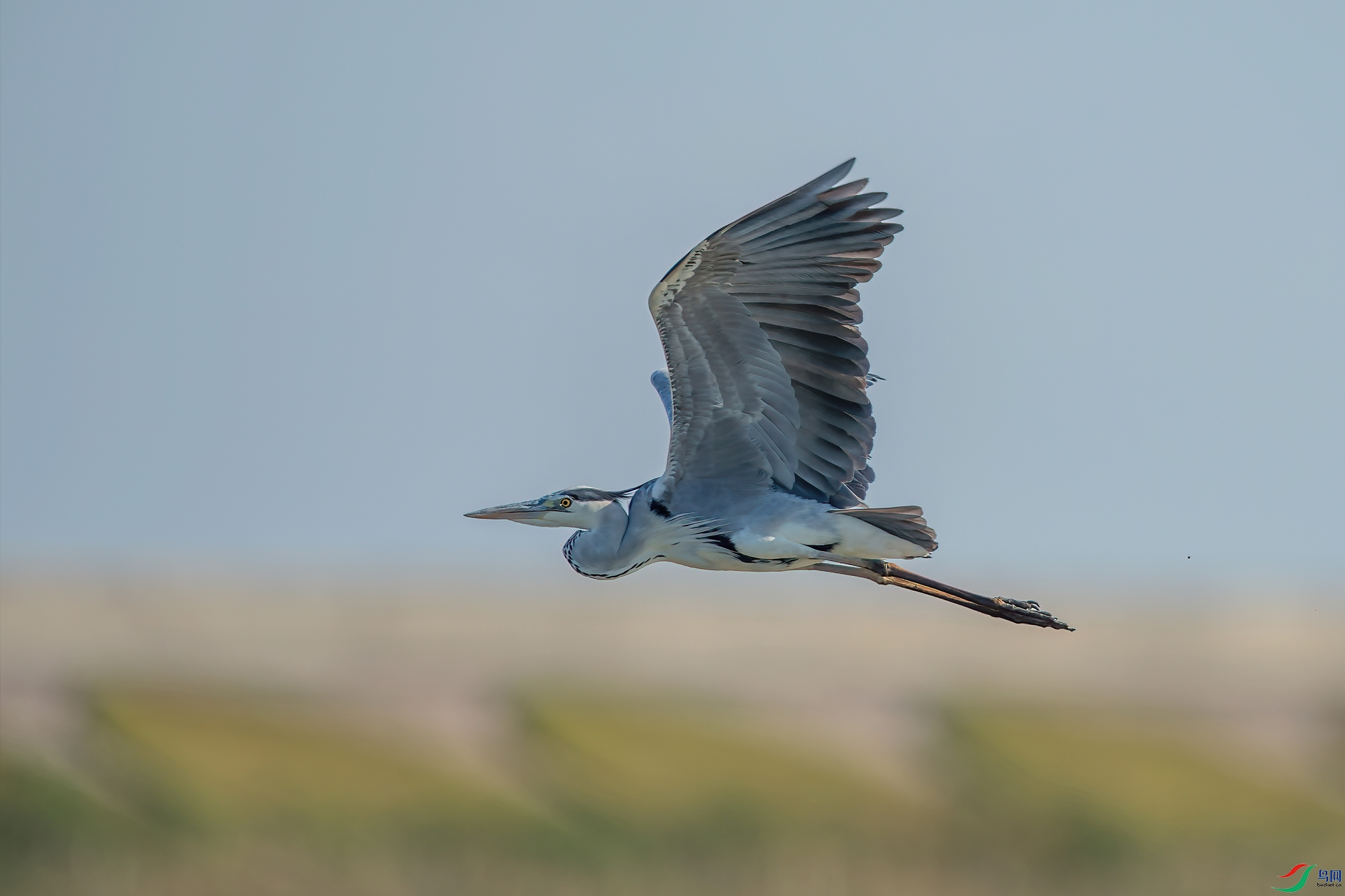 _DSC3090.jpg
