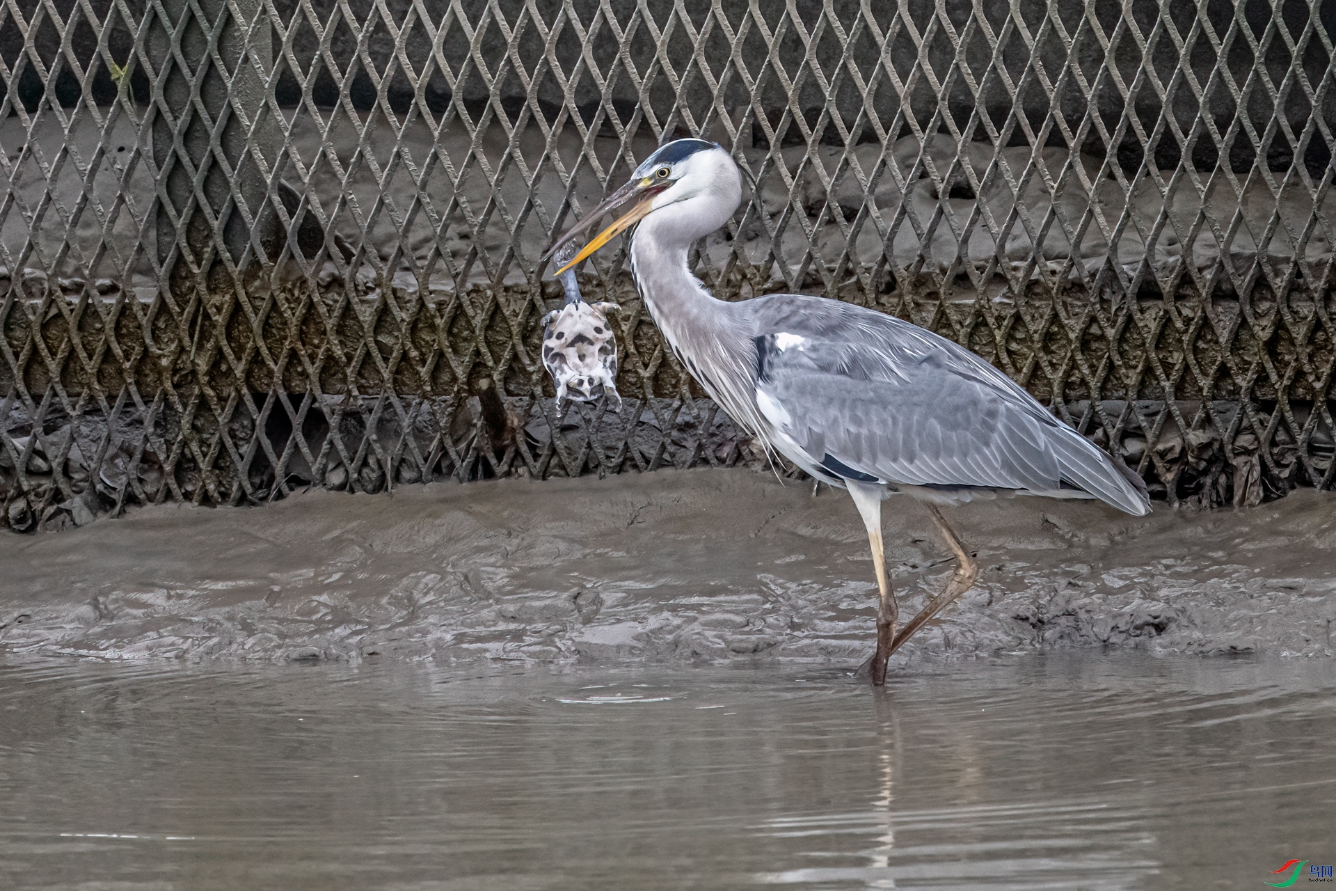 DSC_0353-11.jpg